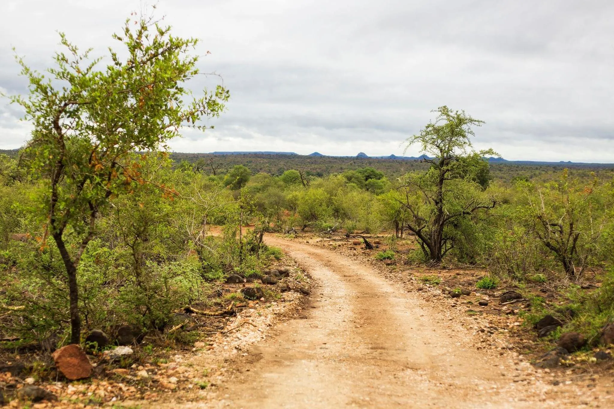 Natural landscape in Klaserie Drift Misava