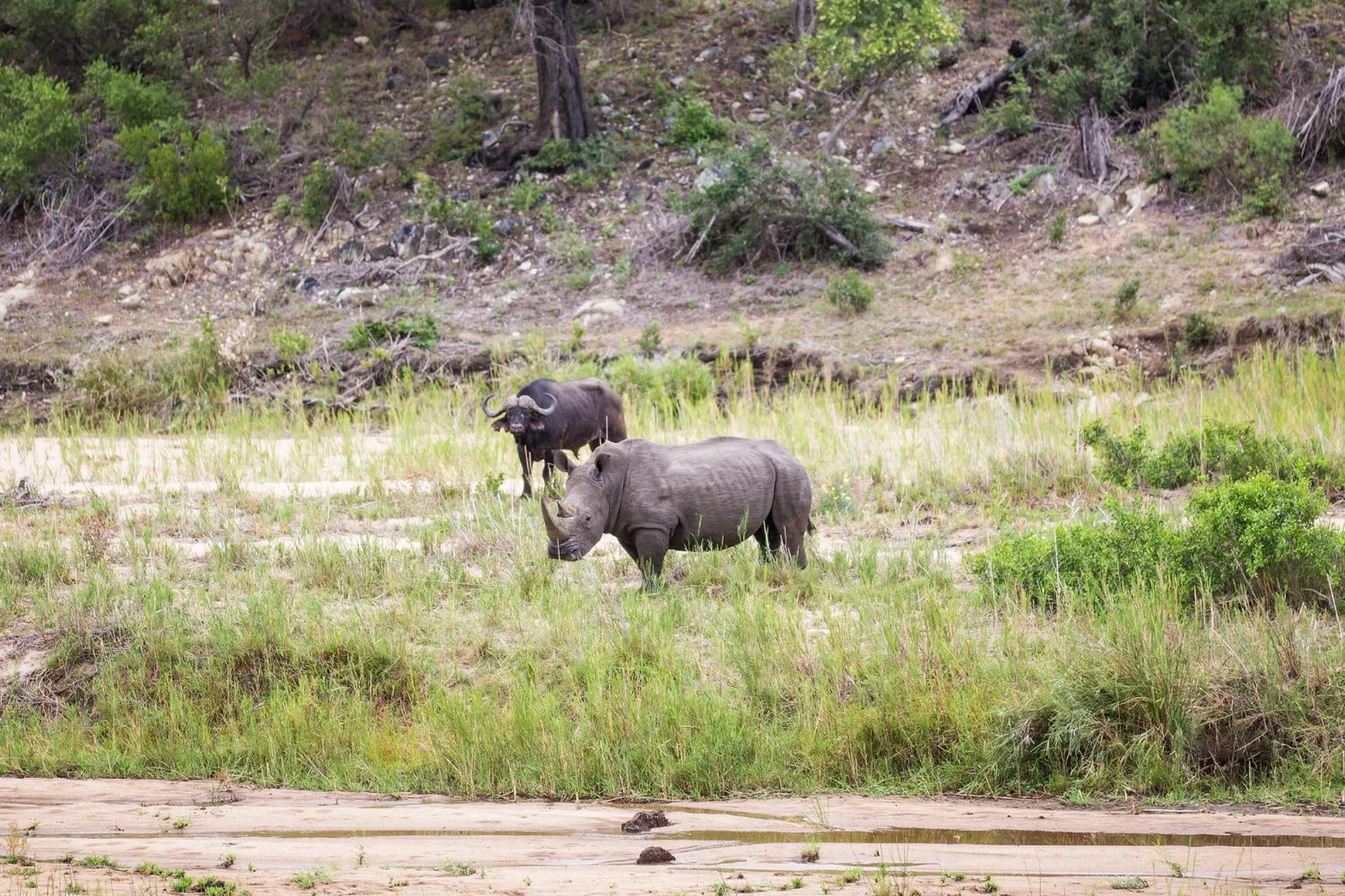 Animals in Klaserie Drift Misava