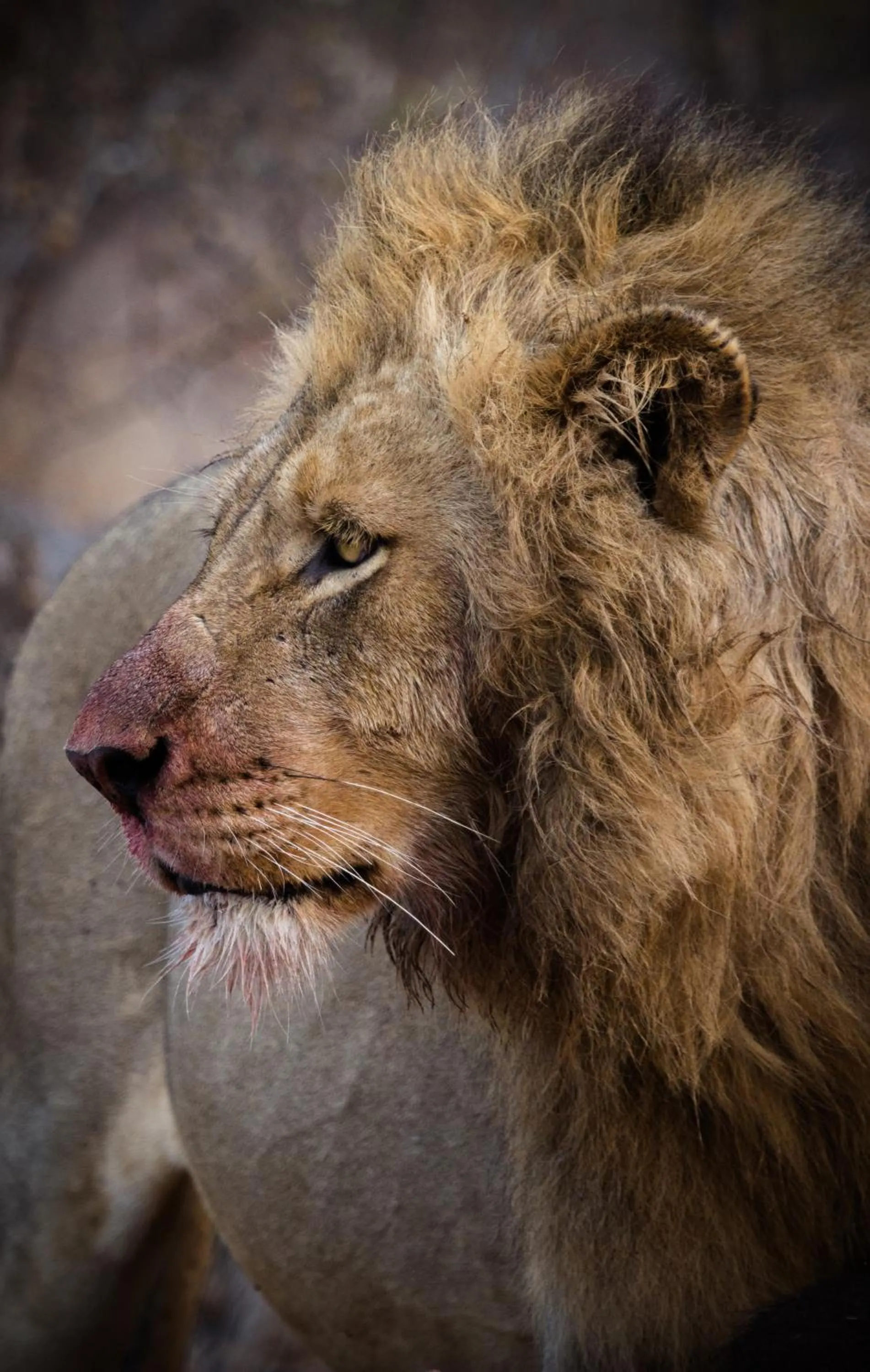 Animals in Klaserie Drift Misava