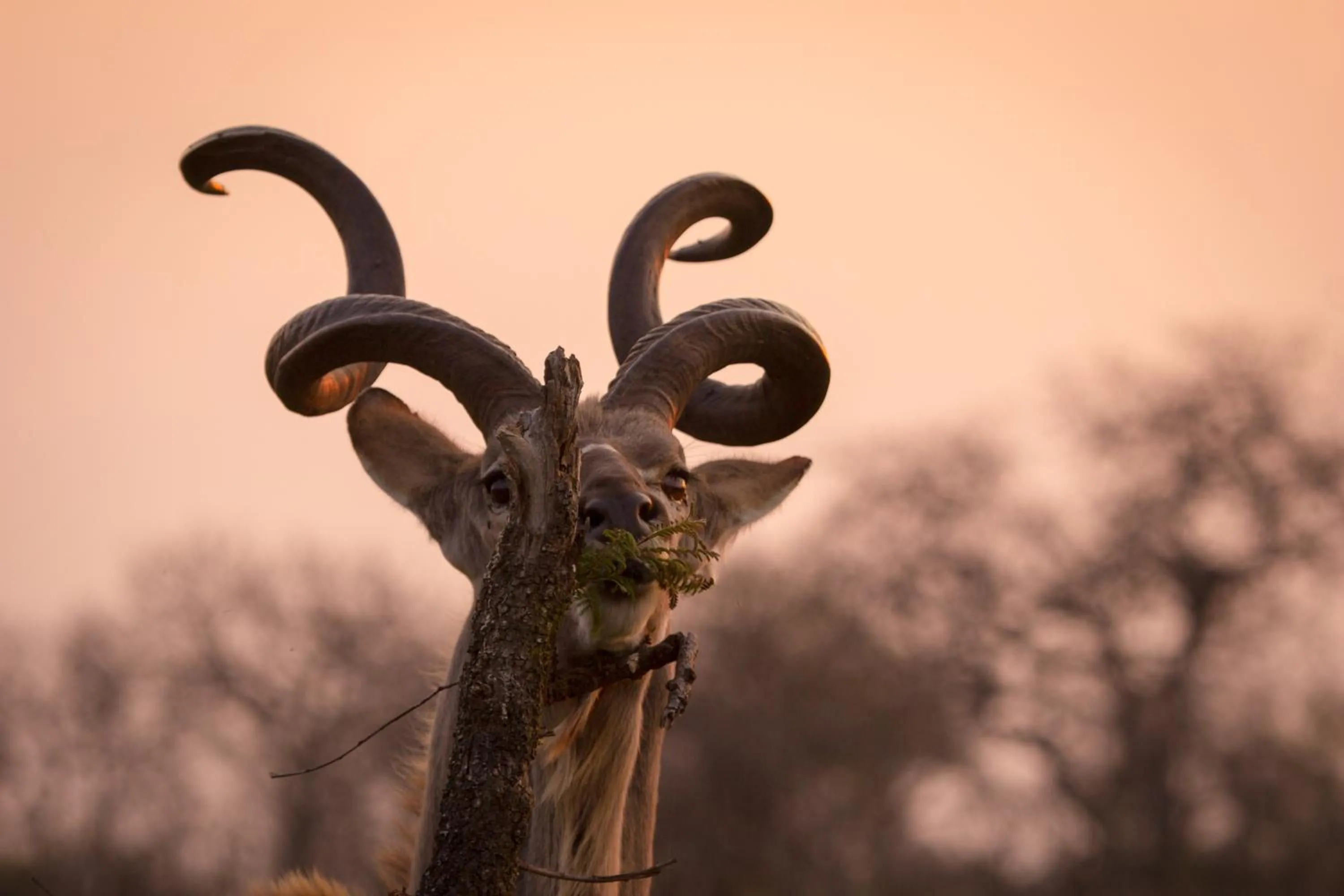 Animals in Klaserie Drift Misava