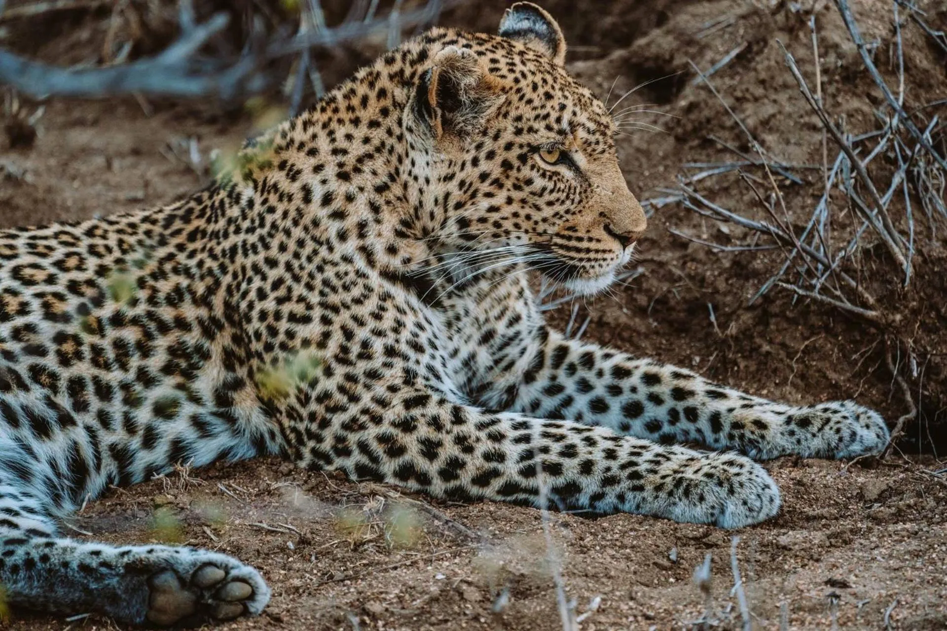 Animals in Klaserie Drift Misava