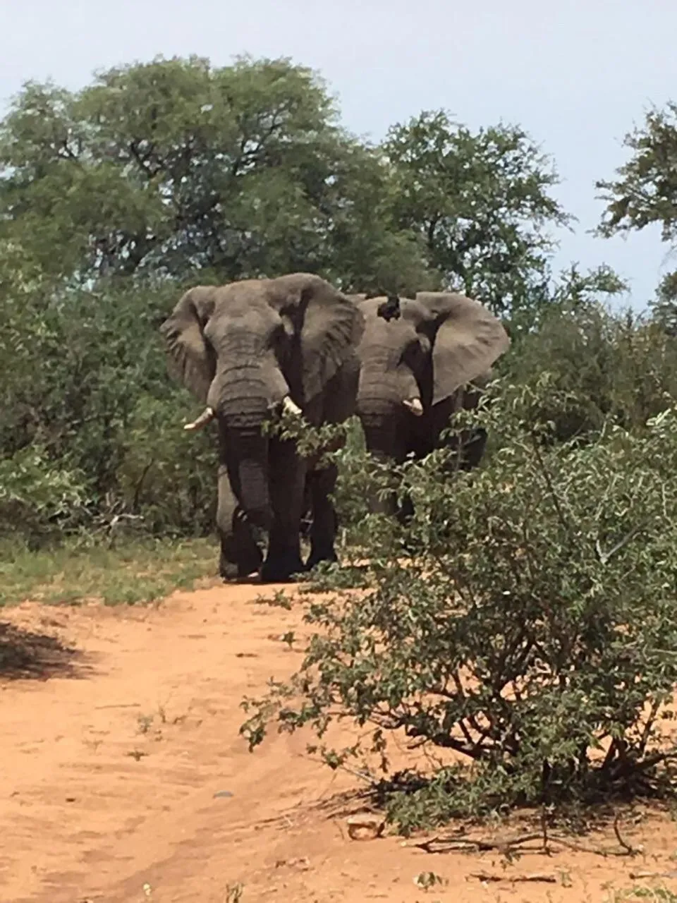 Animals in Klaserie Drift Misava