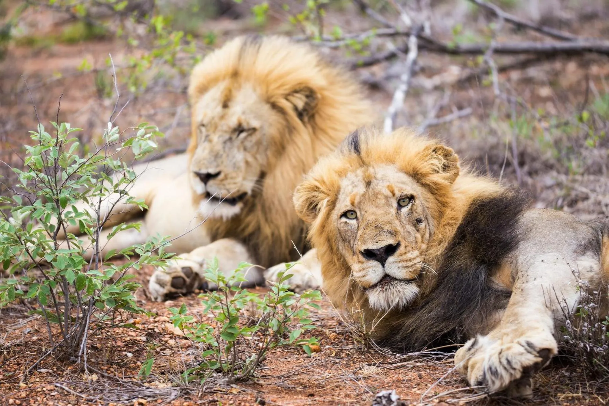 Animals in Klaserie Drift Misava