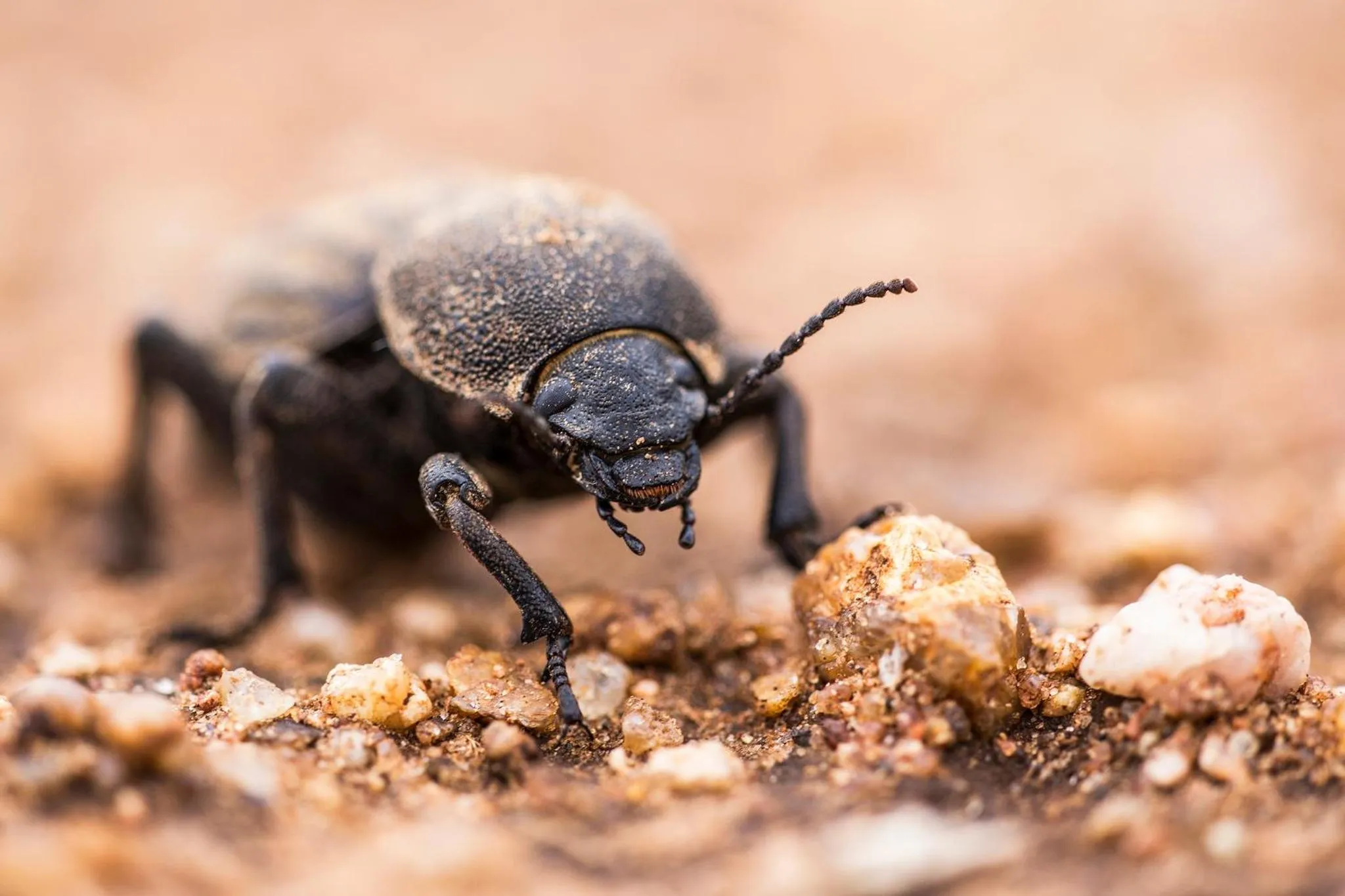 Animals in Klaserie Drift Misava