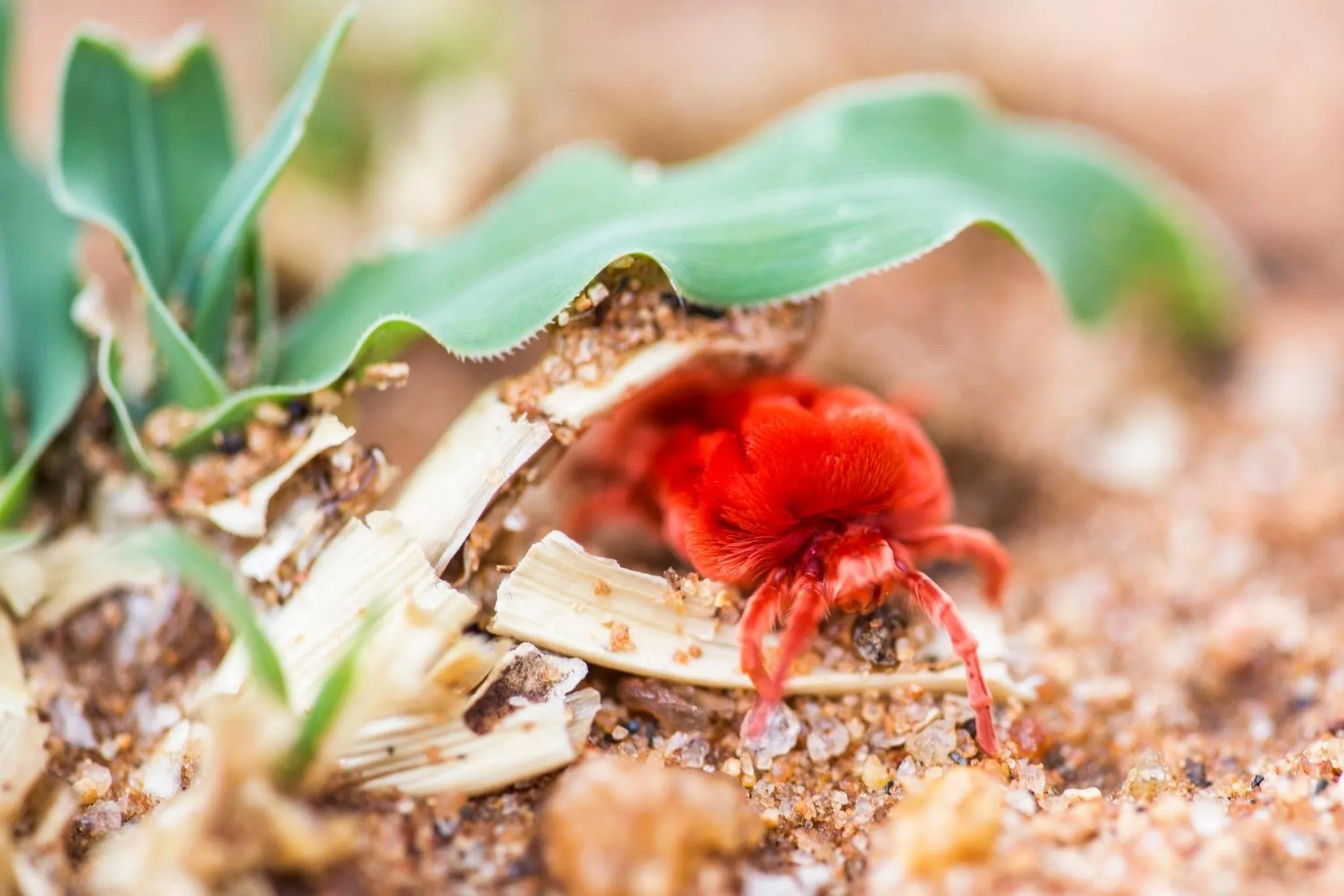 Animals in Klaserie Drift Misava