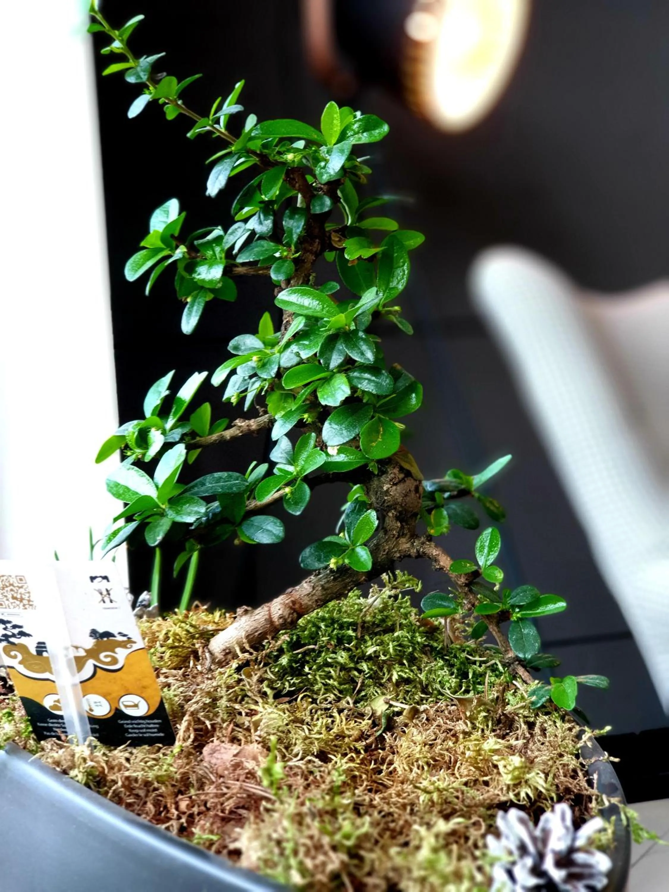 Living room in Orange Tree Hotel