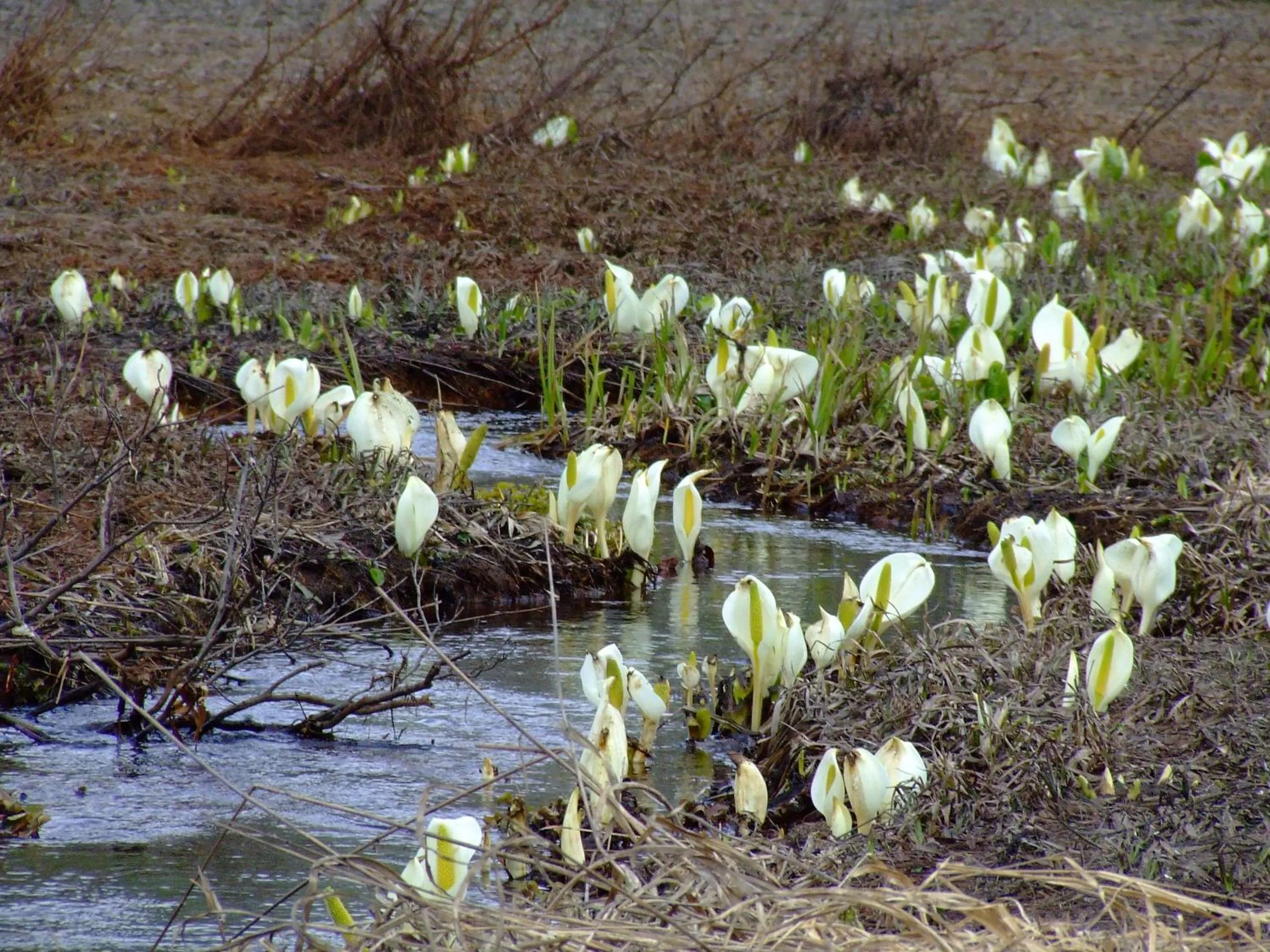 Other in Pension Old String