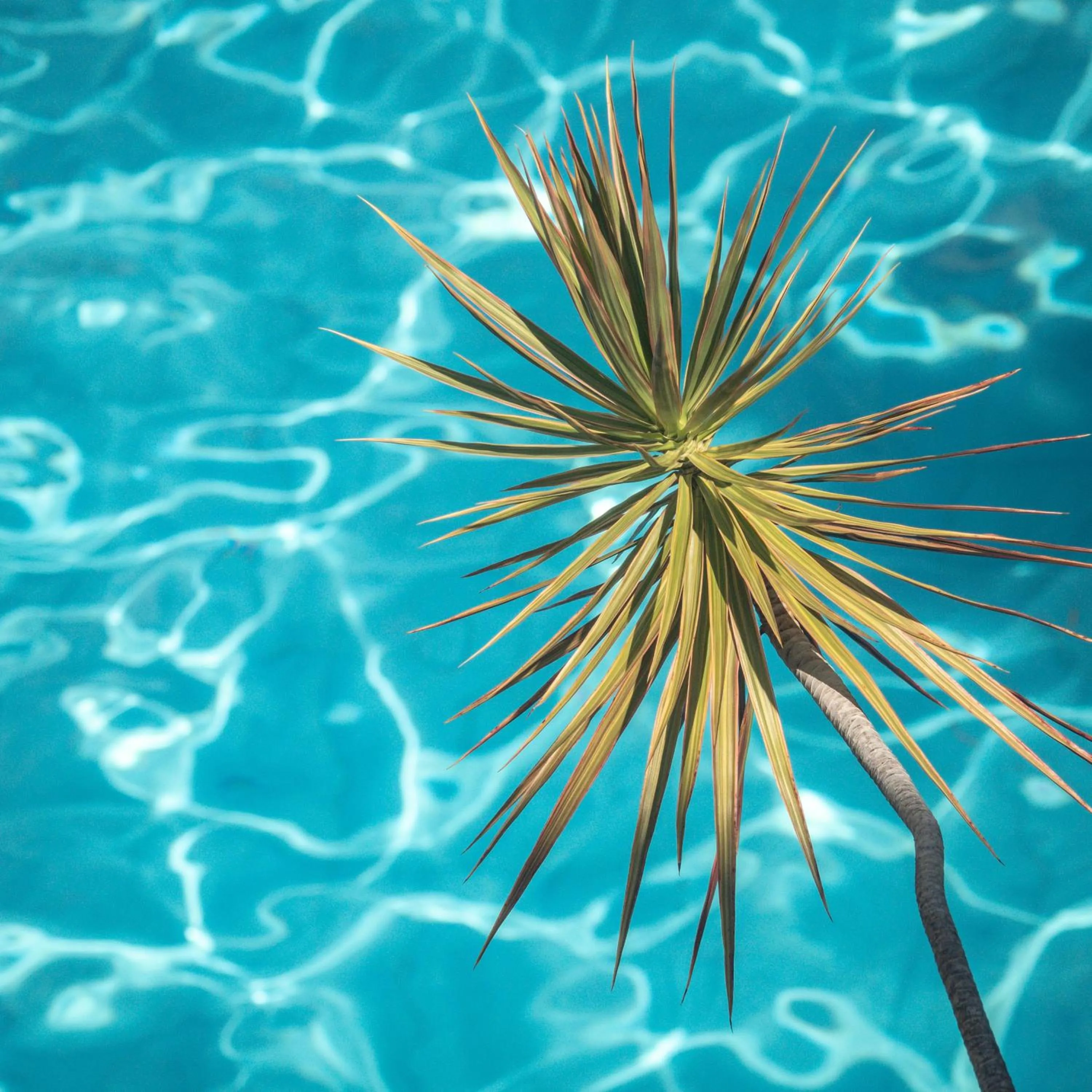 Swimming pool in Sud Hôtel
