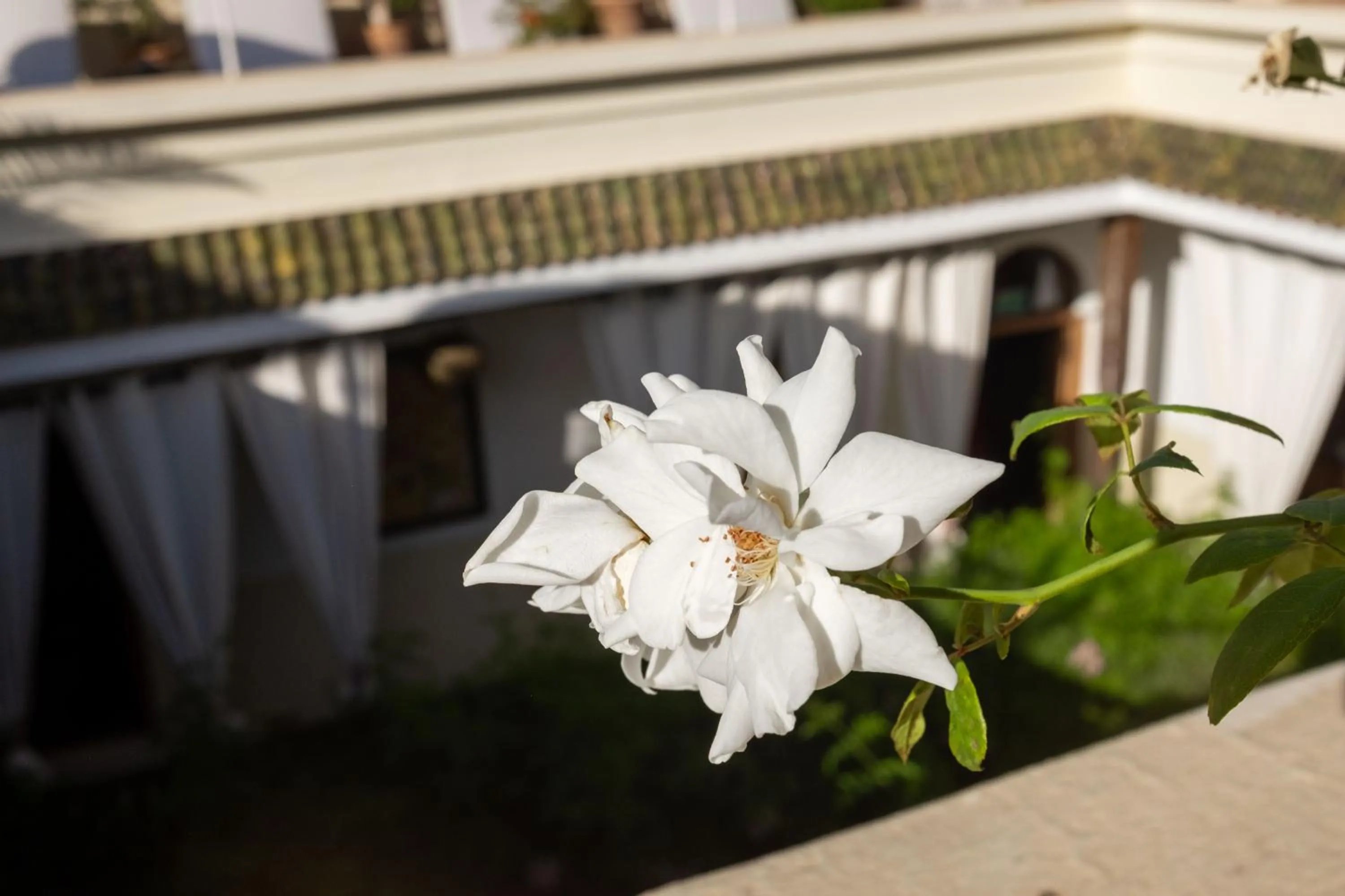 Balcony/Terrace in Riad Le Coq Berbère