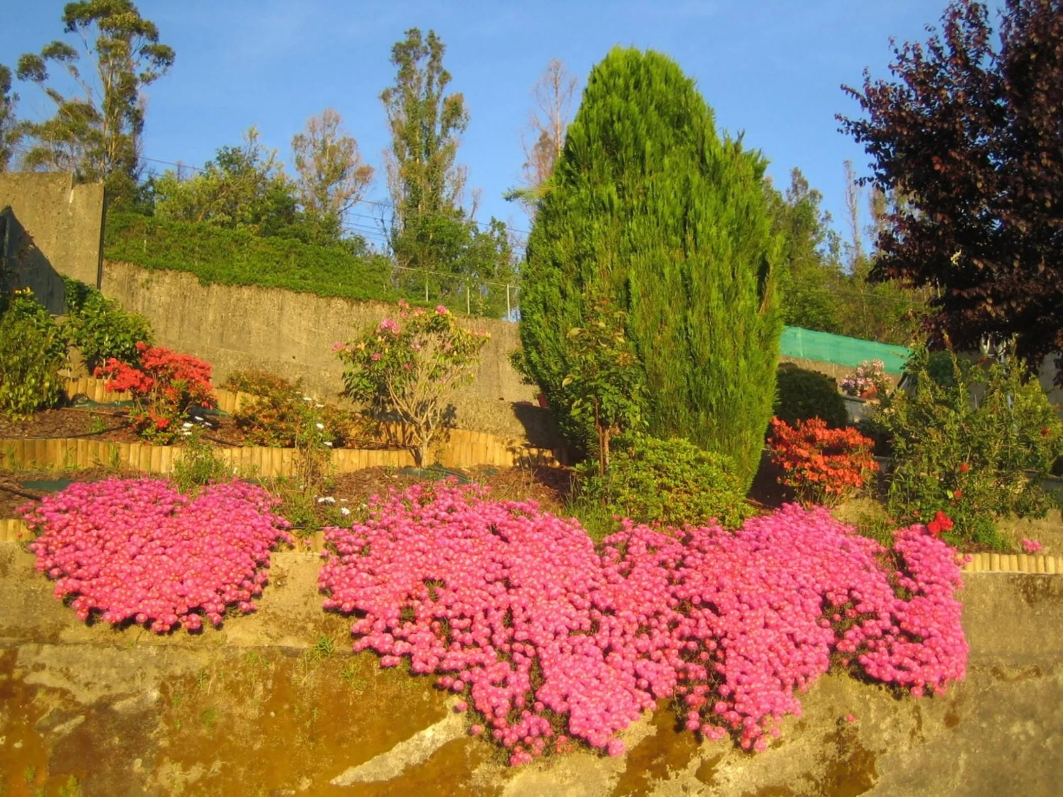 Garden in Hotel Chola