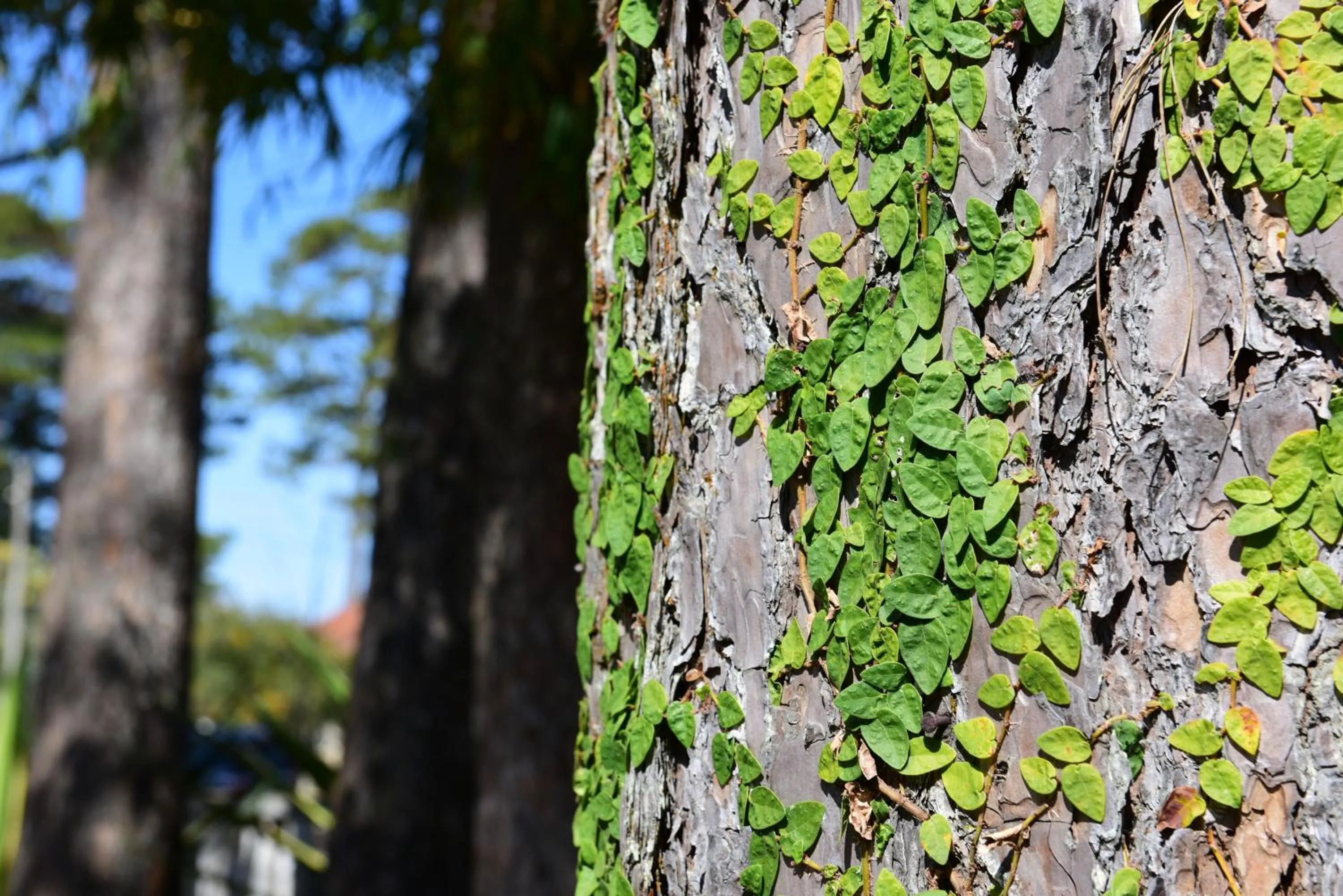 Natural landscape in Dalat Cadasa Resort