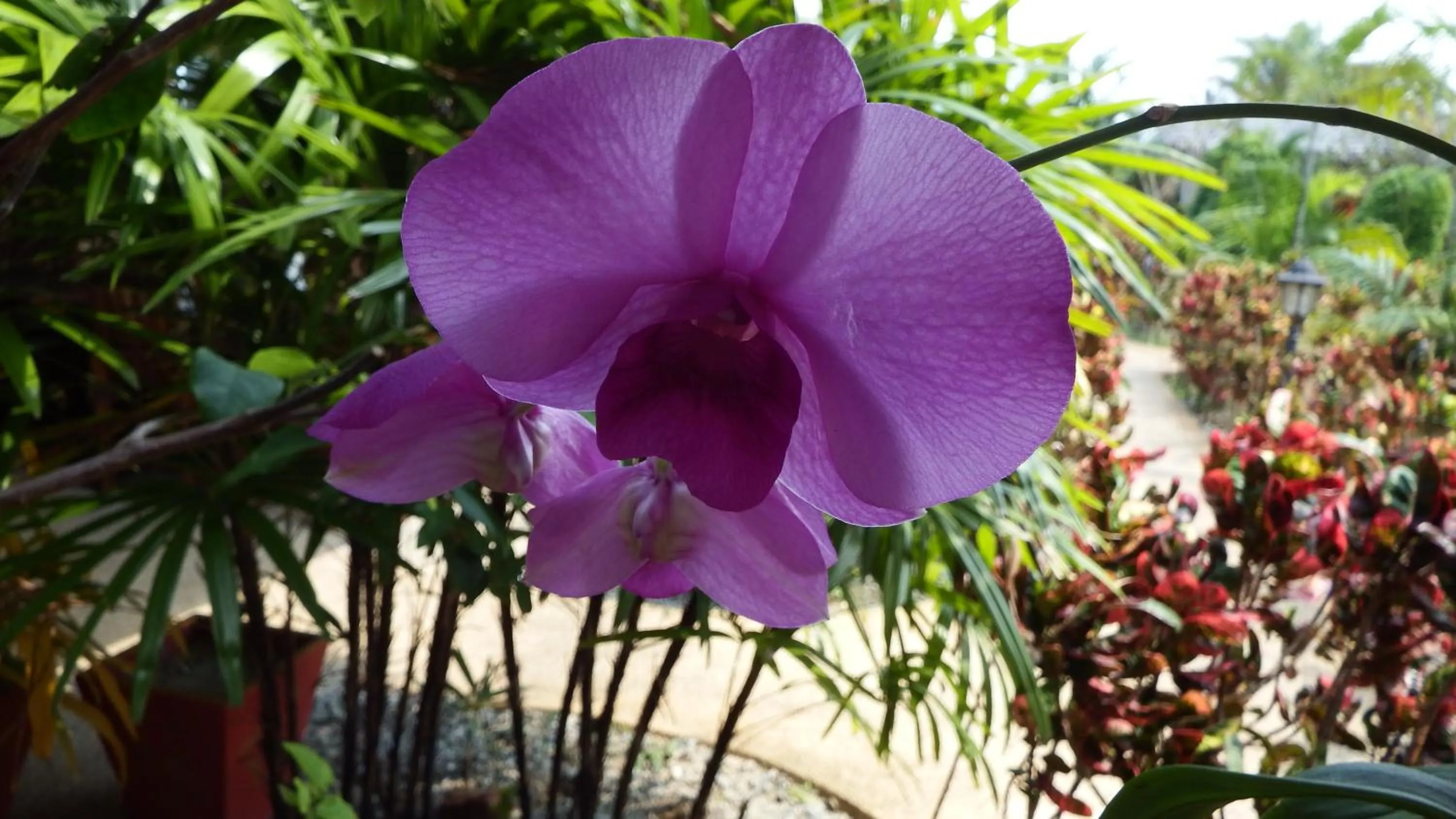 Garden in Ao Thai Resort