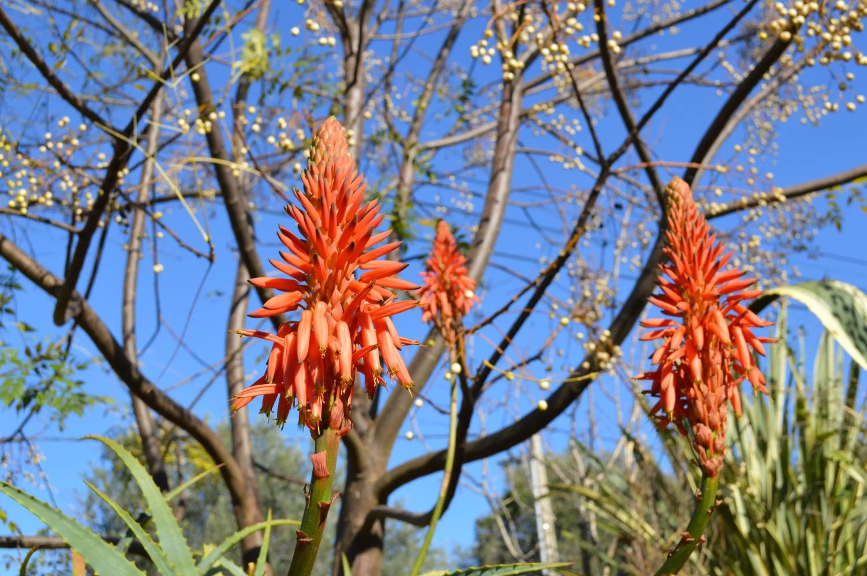 Garden in Quinta da Mesquita
