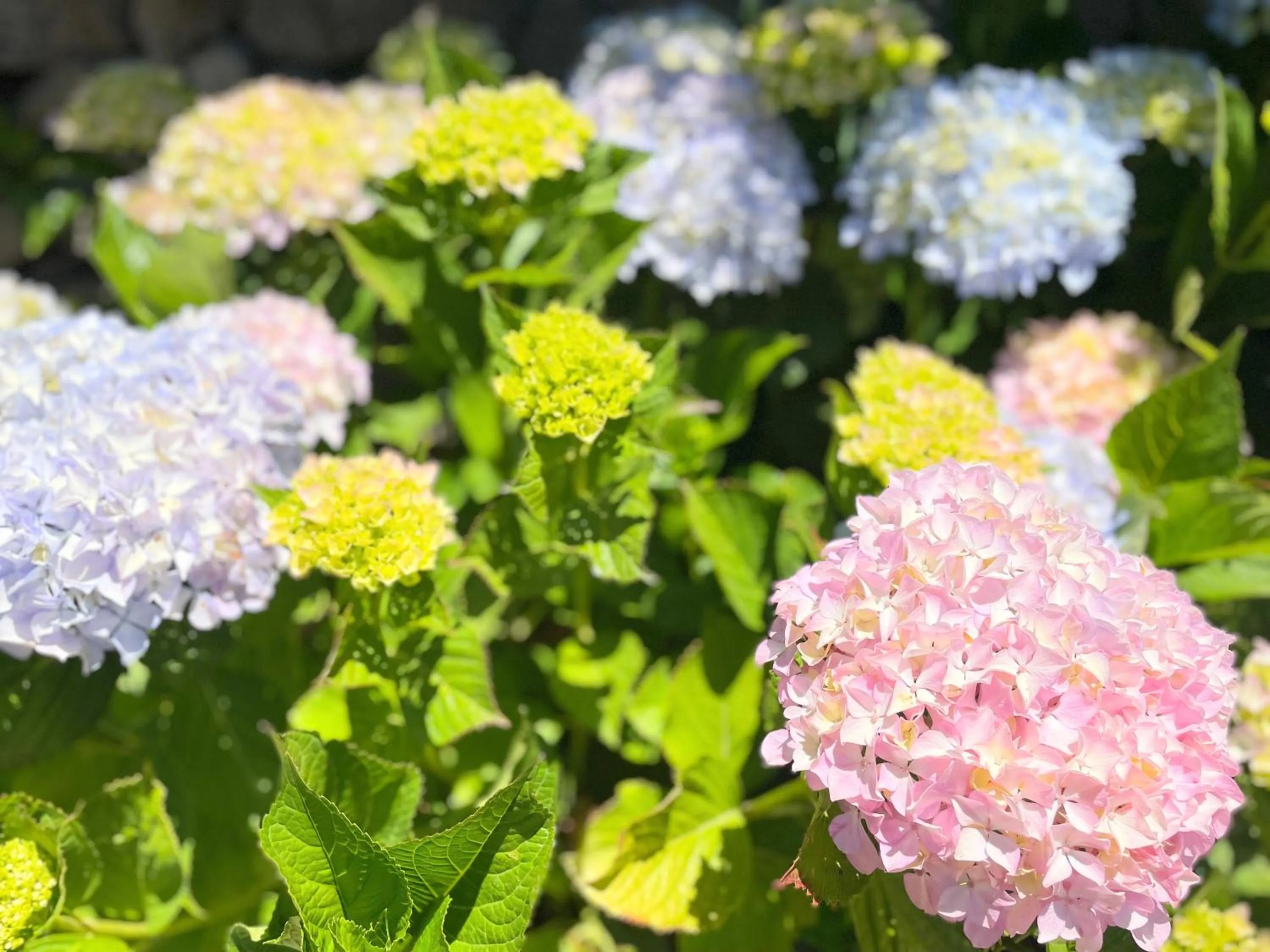 Garden in Hotel Rural El Refugio - Solo Adultos