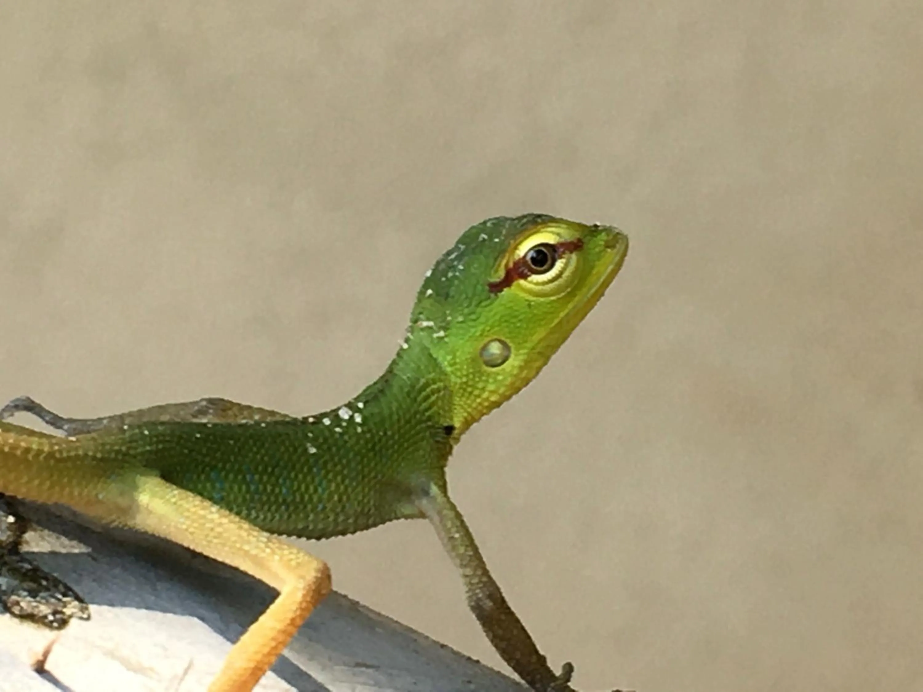 Animals in Tabula Rasa Resort & Spa