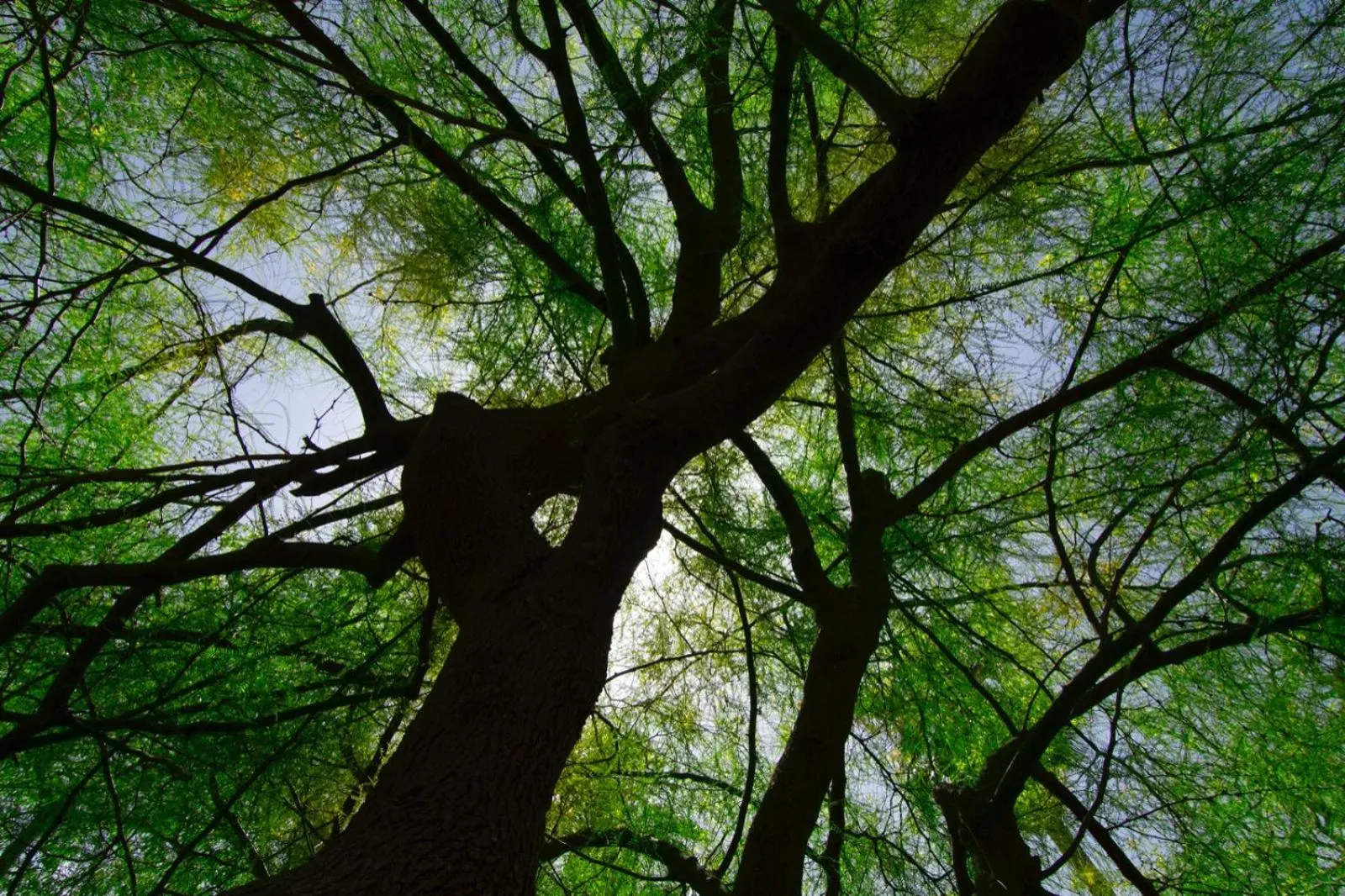Garden in Aumallia Hotel & Spa