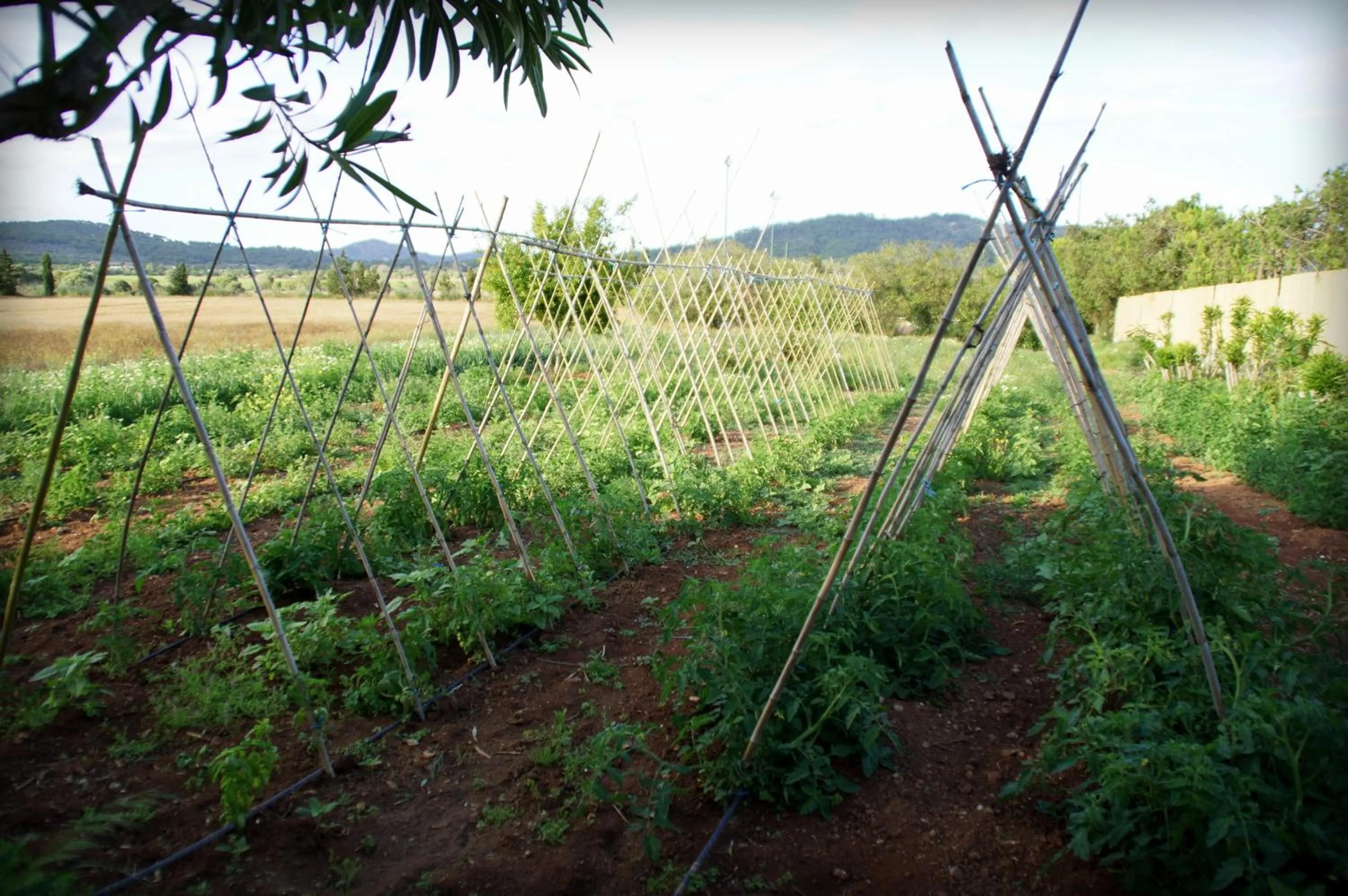 Area and facilities in Aumallia Hotel & Spa