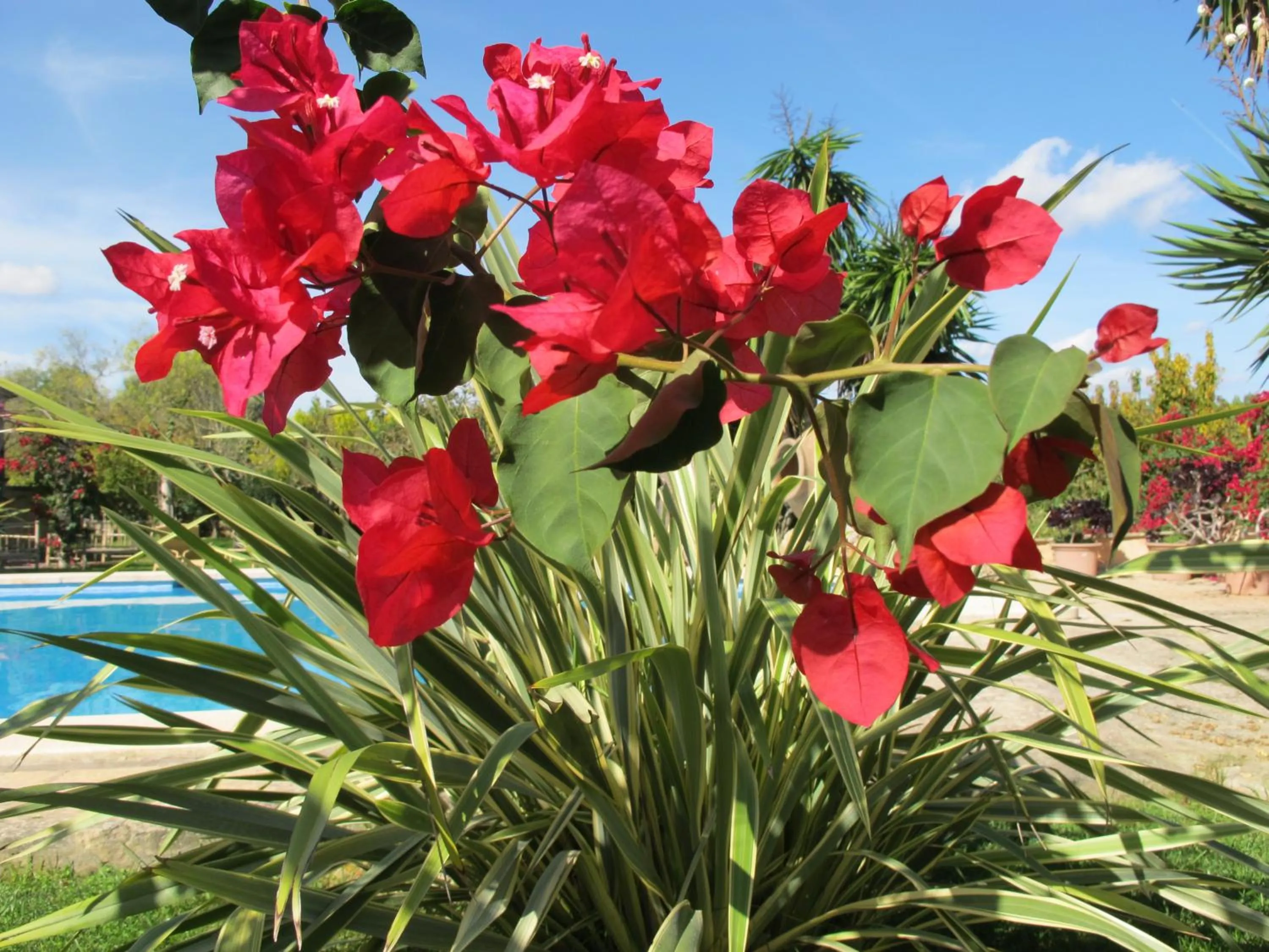Garden in Aumallia Hotel & Spa