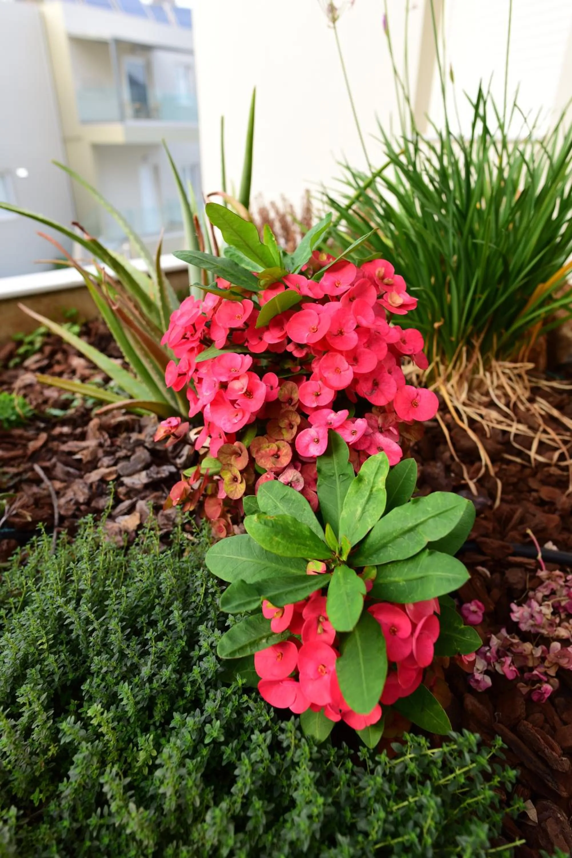 Garden in Blue Horizon Apartments