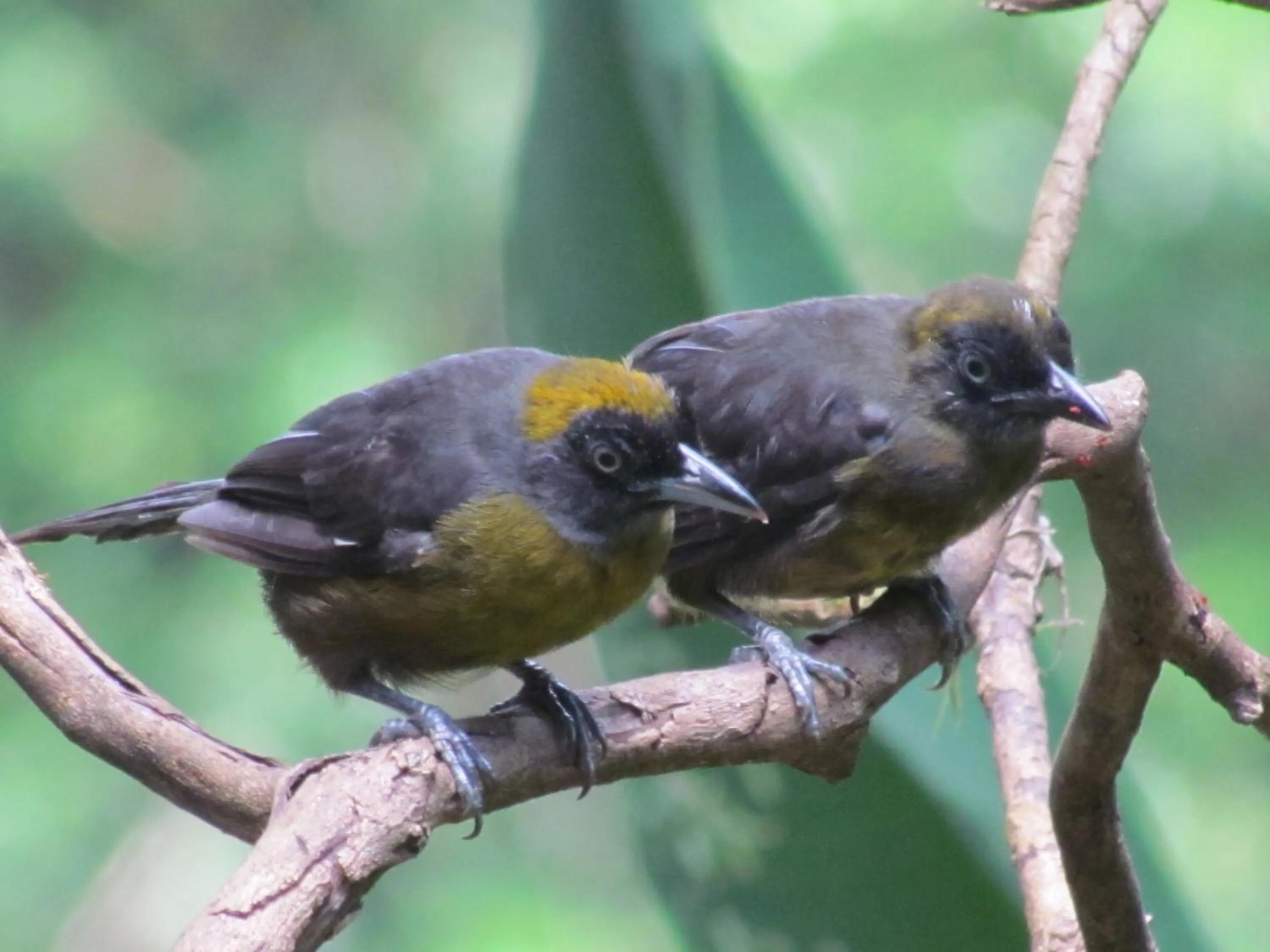 View (from property/room) in Heliconia Island