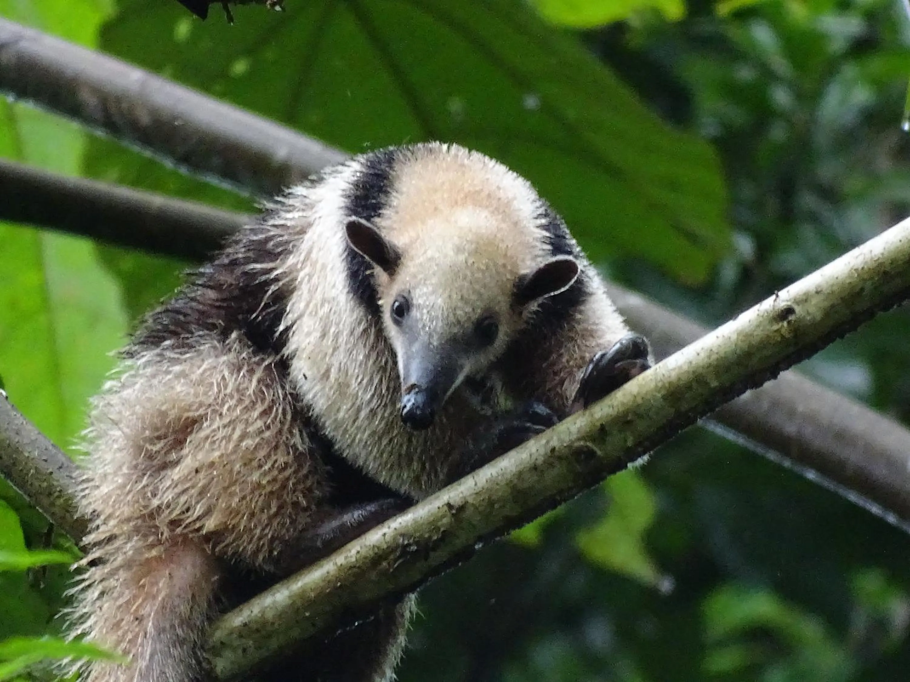 Other in Heliconia Island