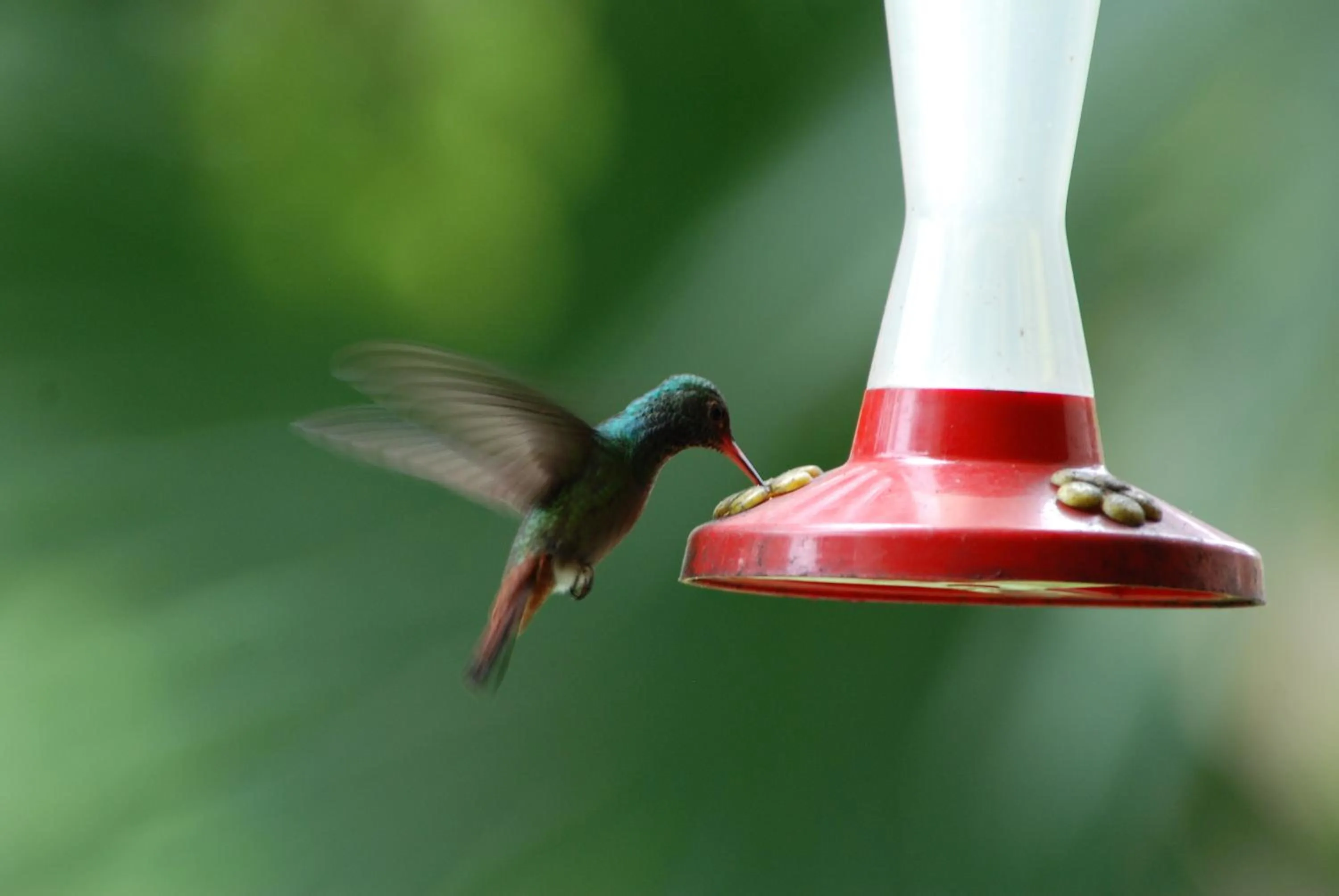 Other in Heliconia Island