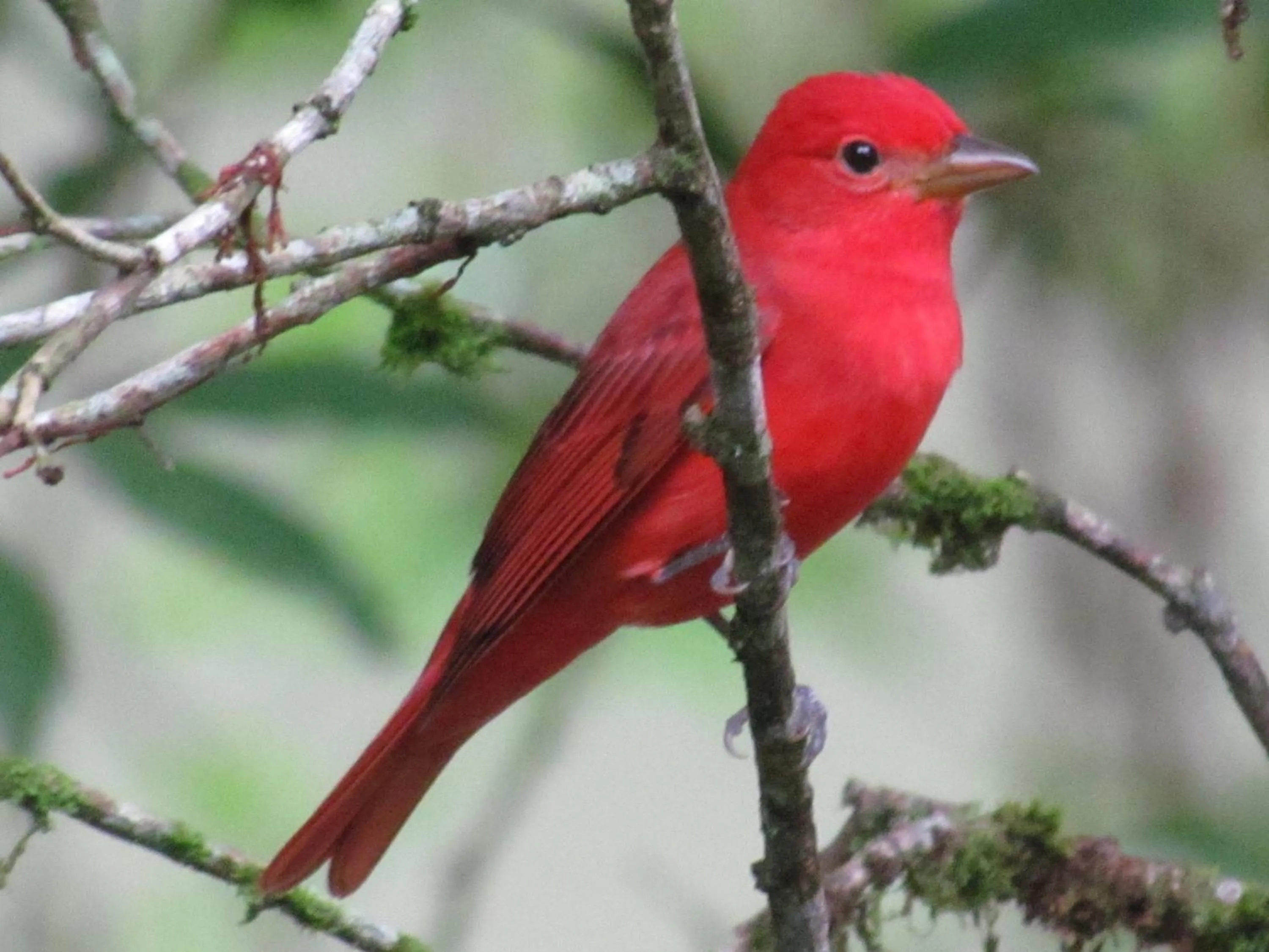 View (from property/room) in Heliconia Island