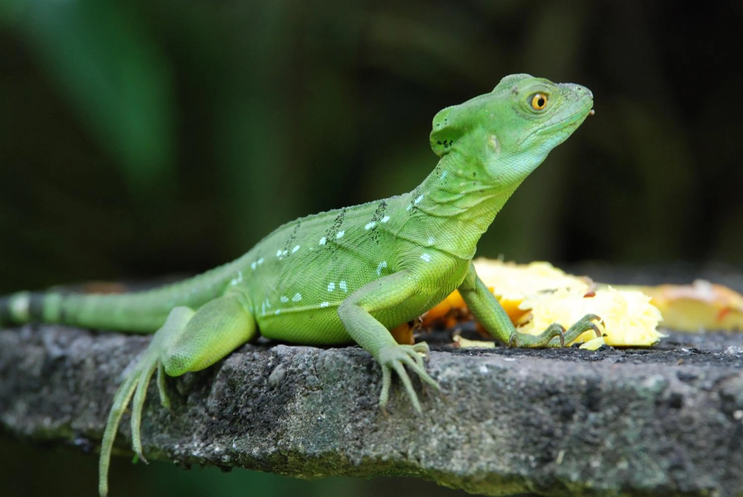 Other in Heliconia Island