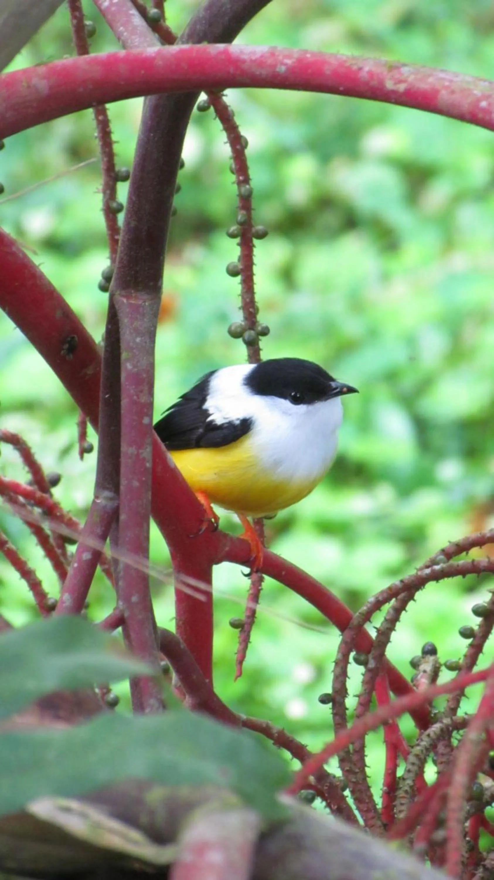 Other in Heliconia Island