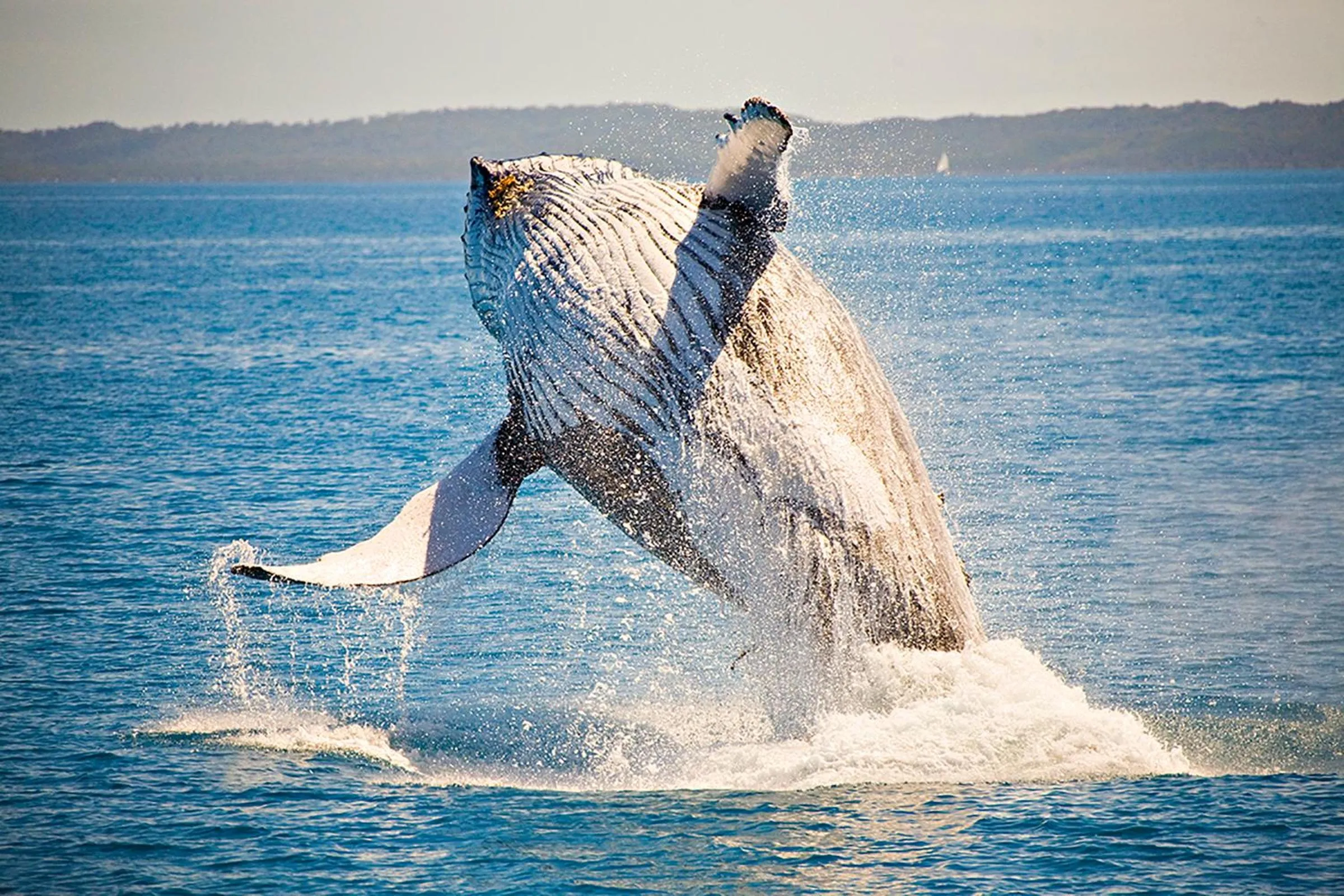 Activities in Ingenia Holidays Hervey Bay