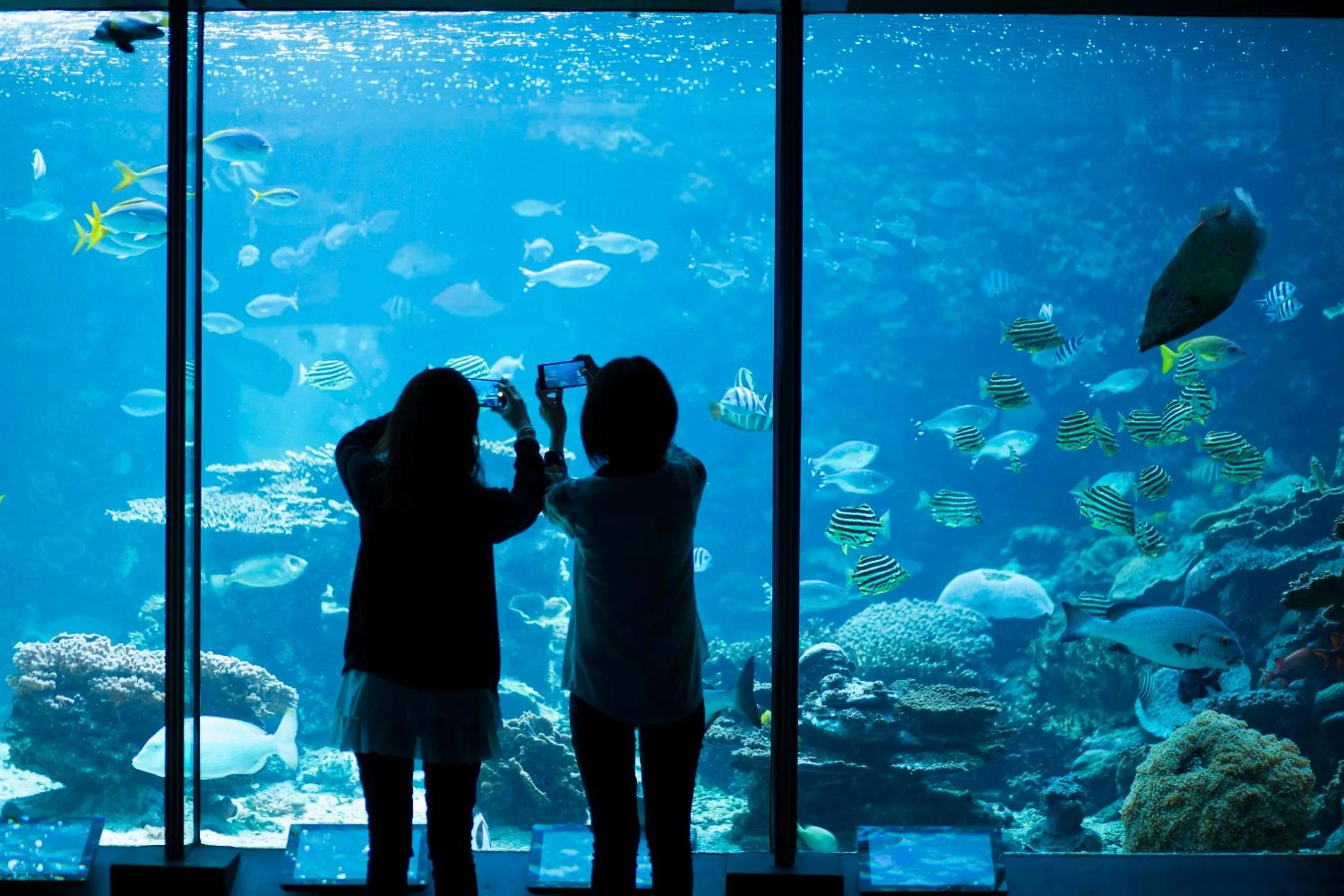 Animals, Guests in Kushimoto Royal Hotel, Nanki