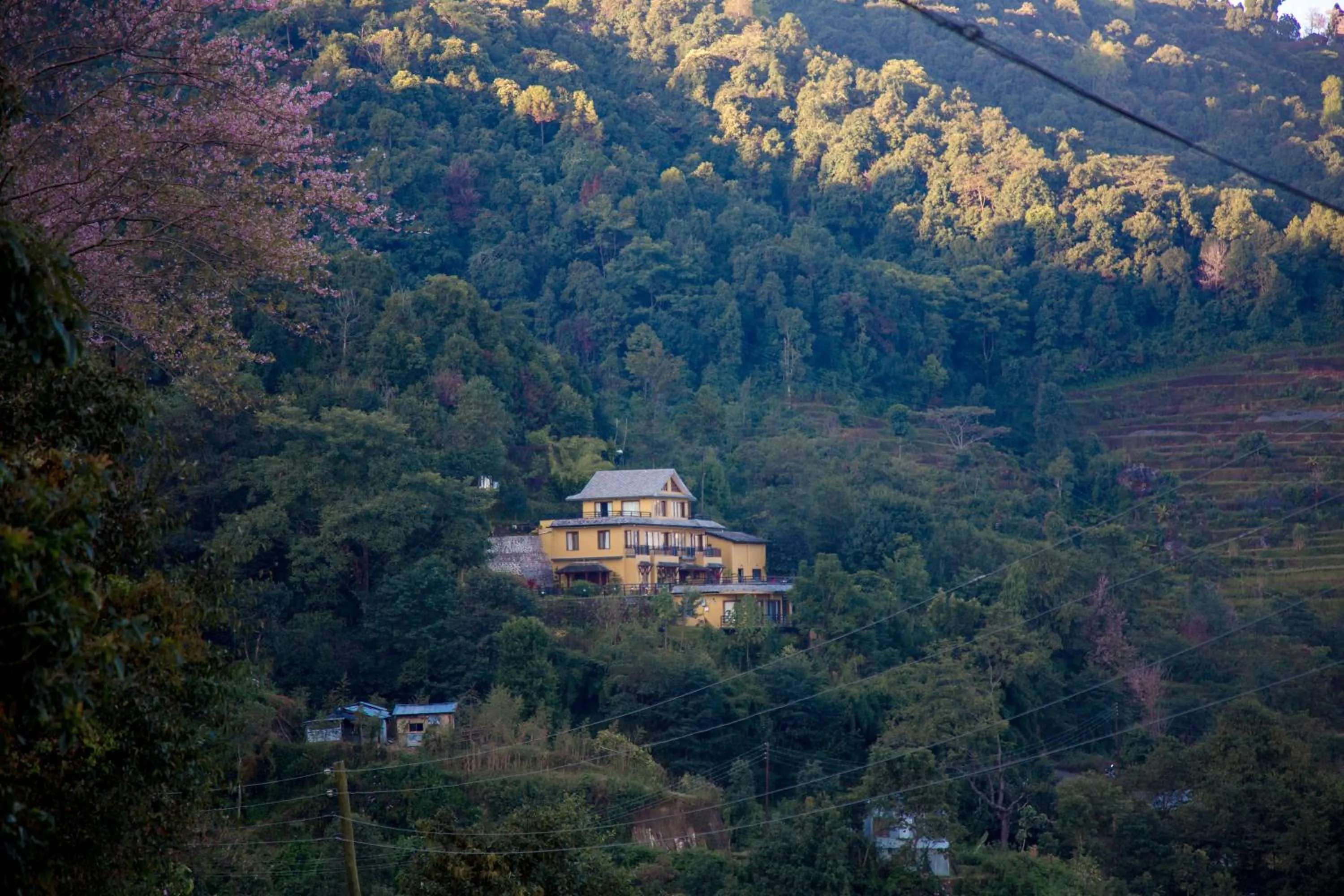 Property logo or sign in The Lapsi Tree
