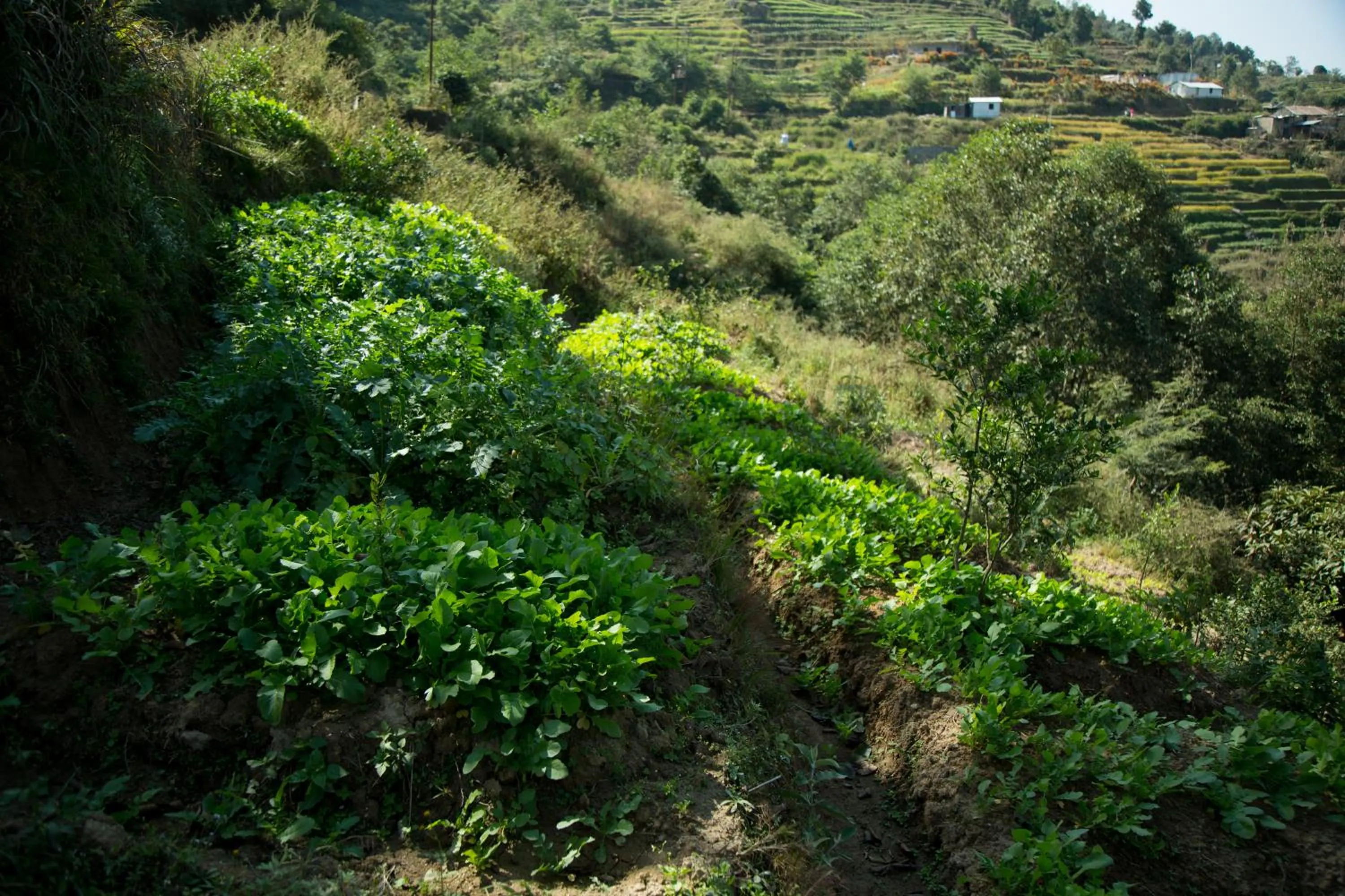 Neighbourhood in The Lapsi Tree