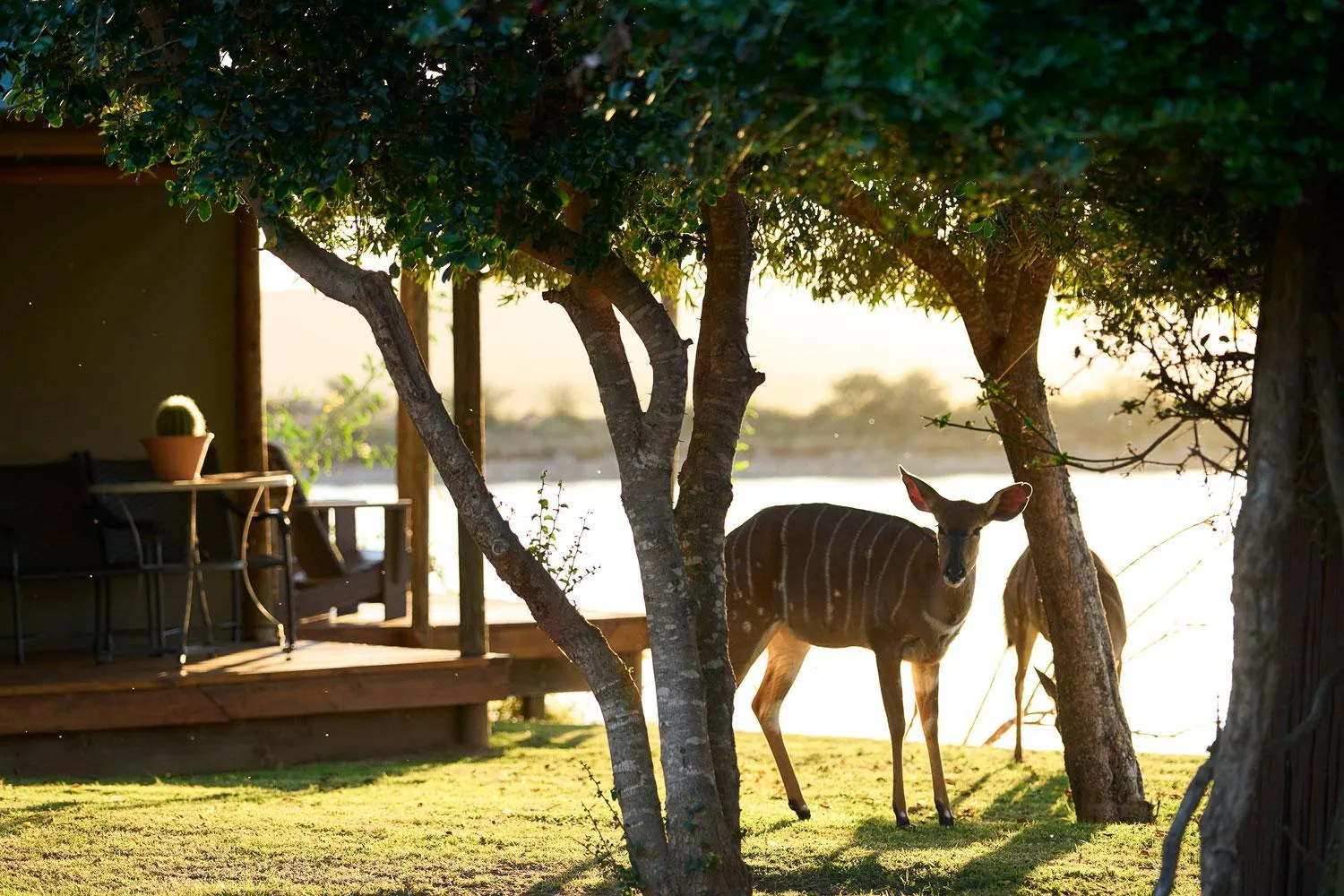Garden in Buffelsdrift Game Lodge