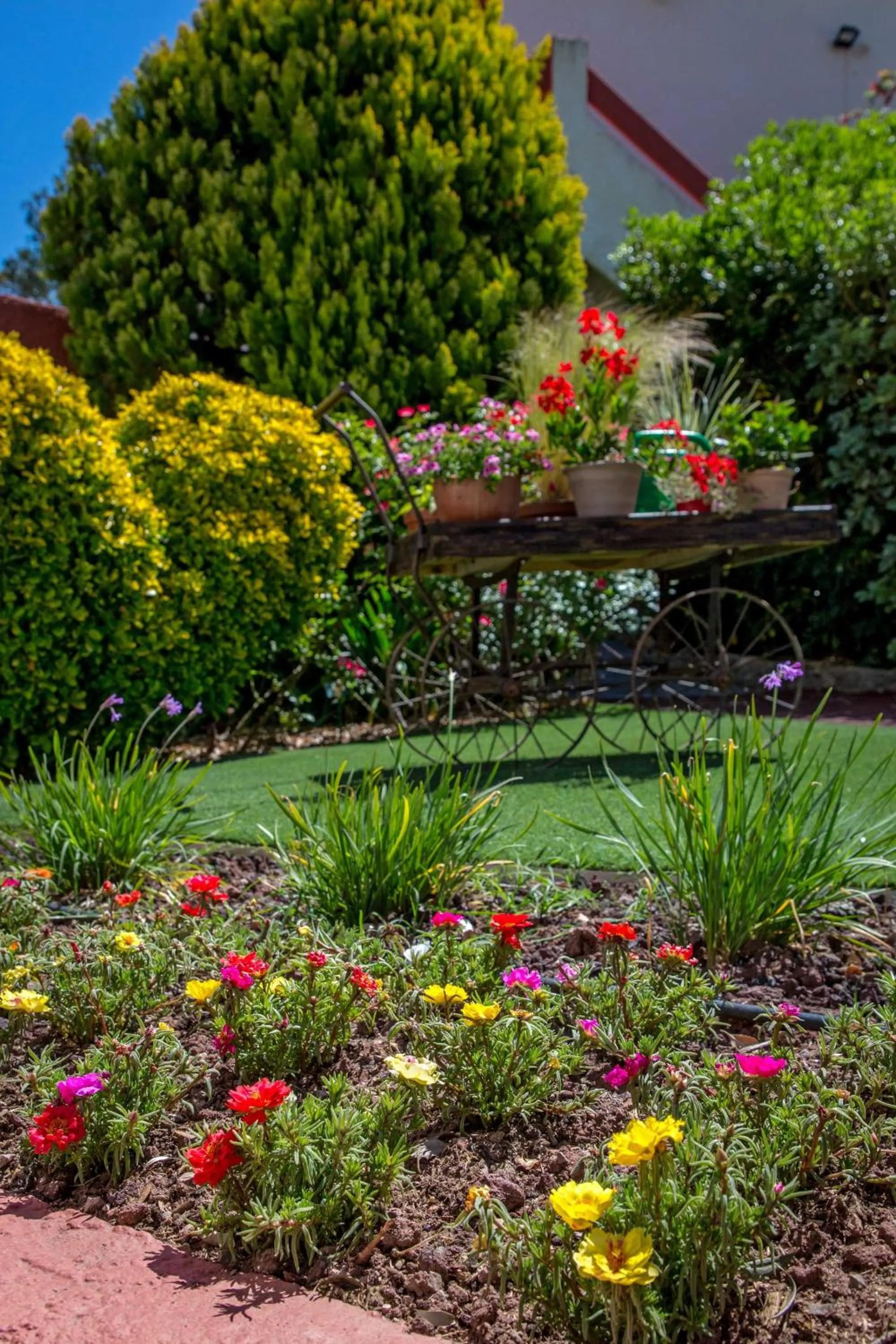 Les Pins Blancs en Provence