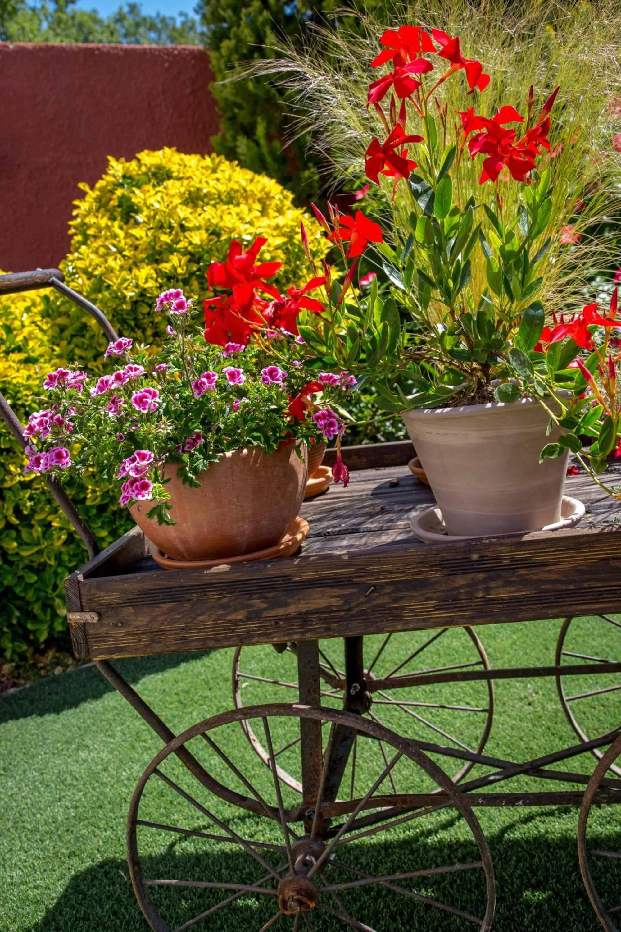 Les Pins Blancs en Provence