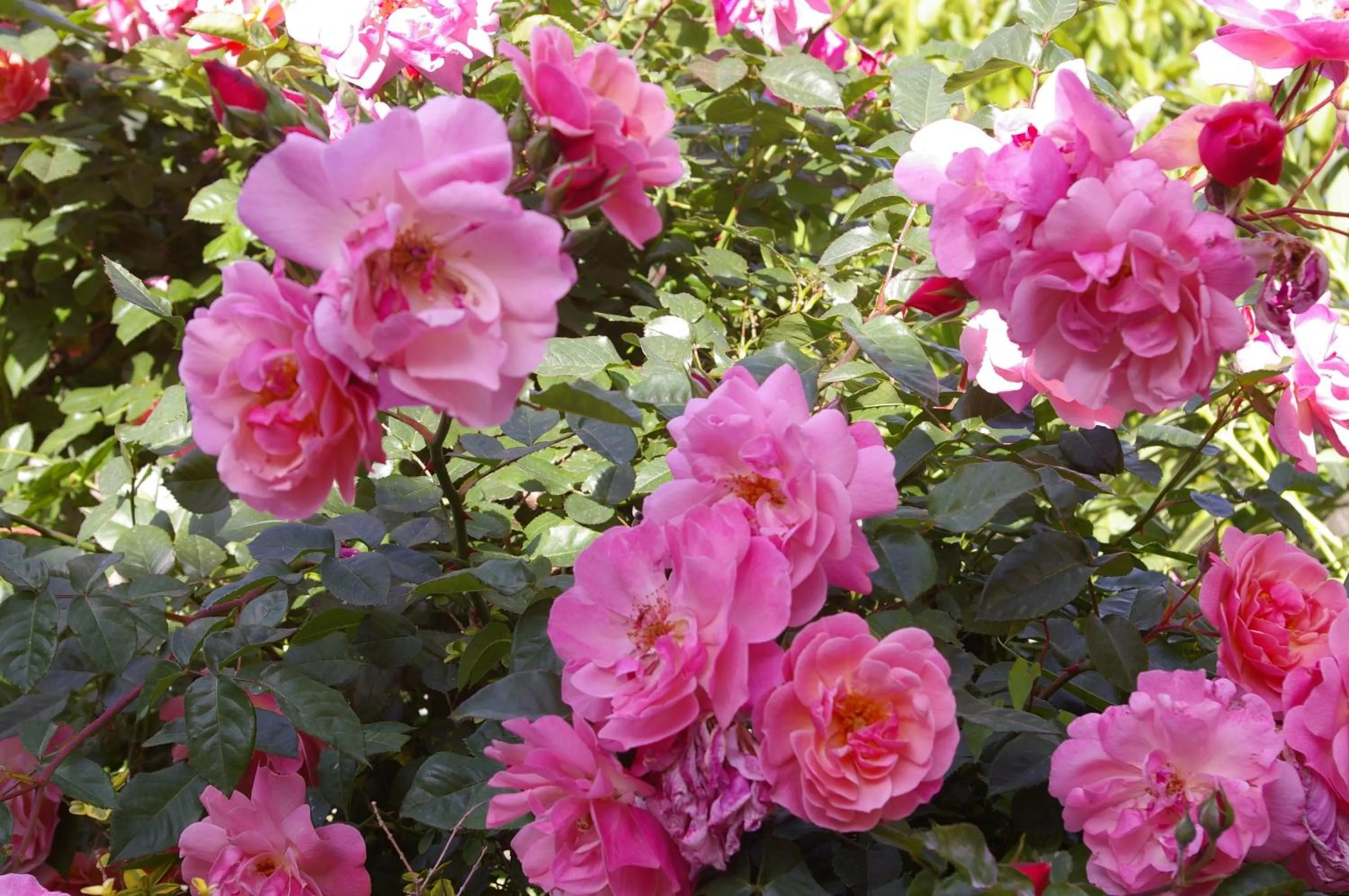 Garden in Hotel Bel Tramonto