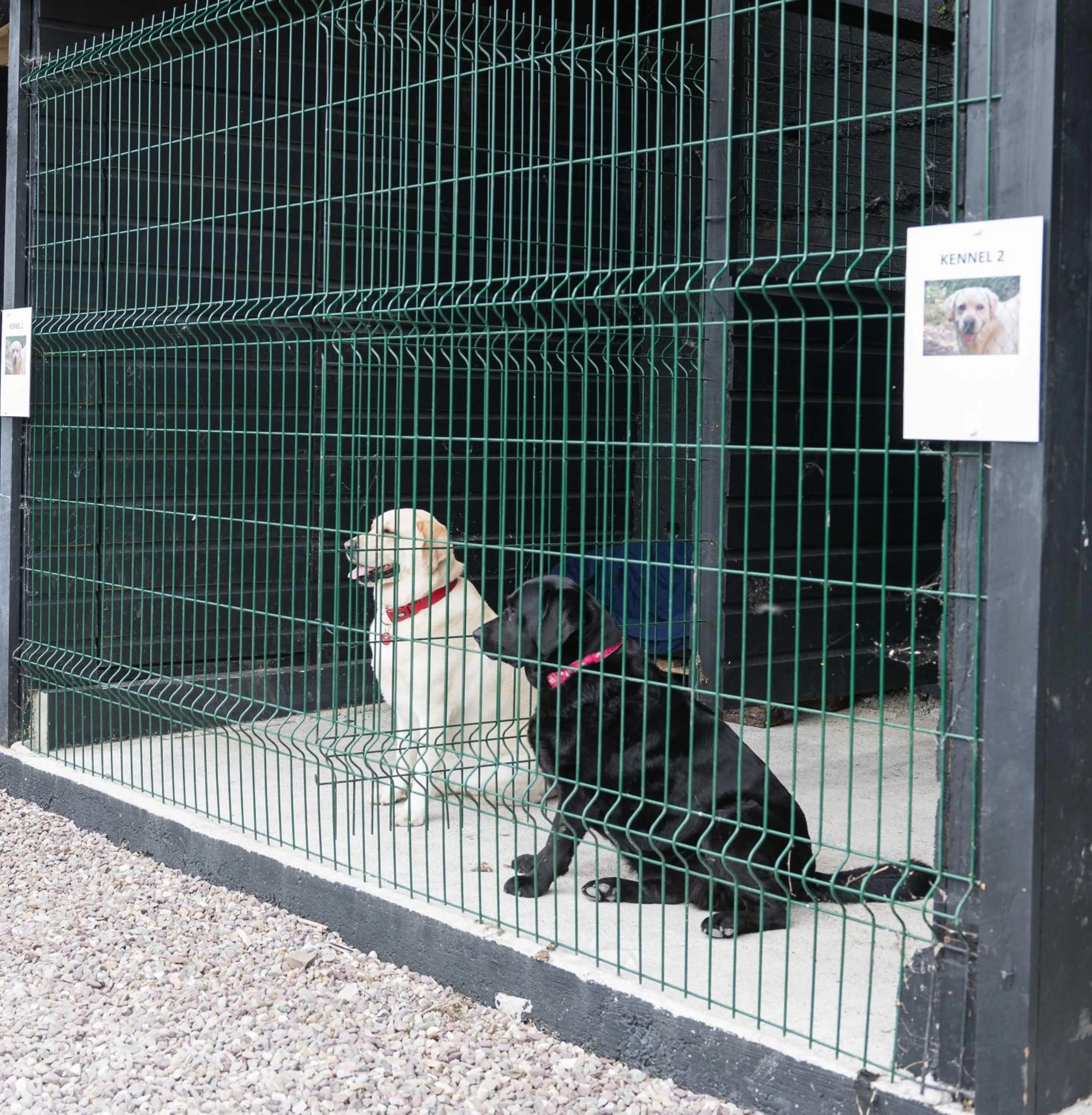 Pets in Gabriel House Guesthouse