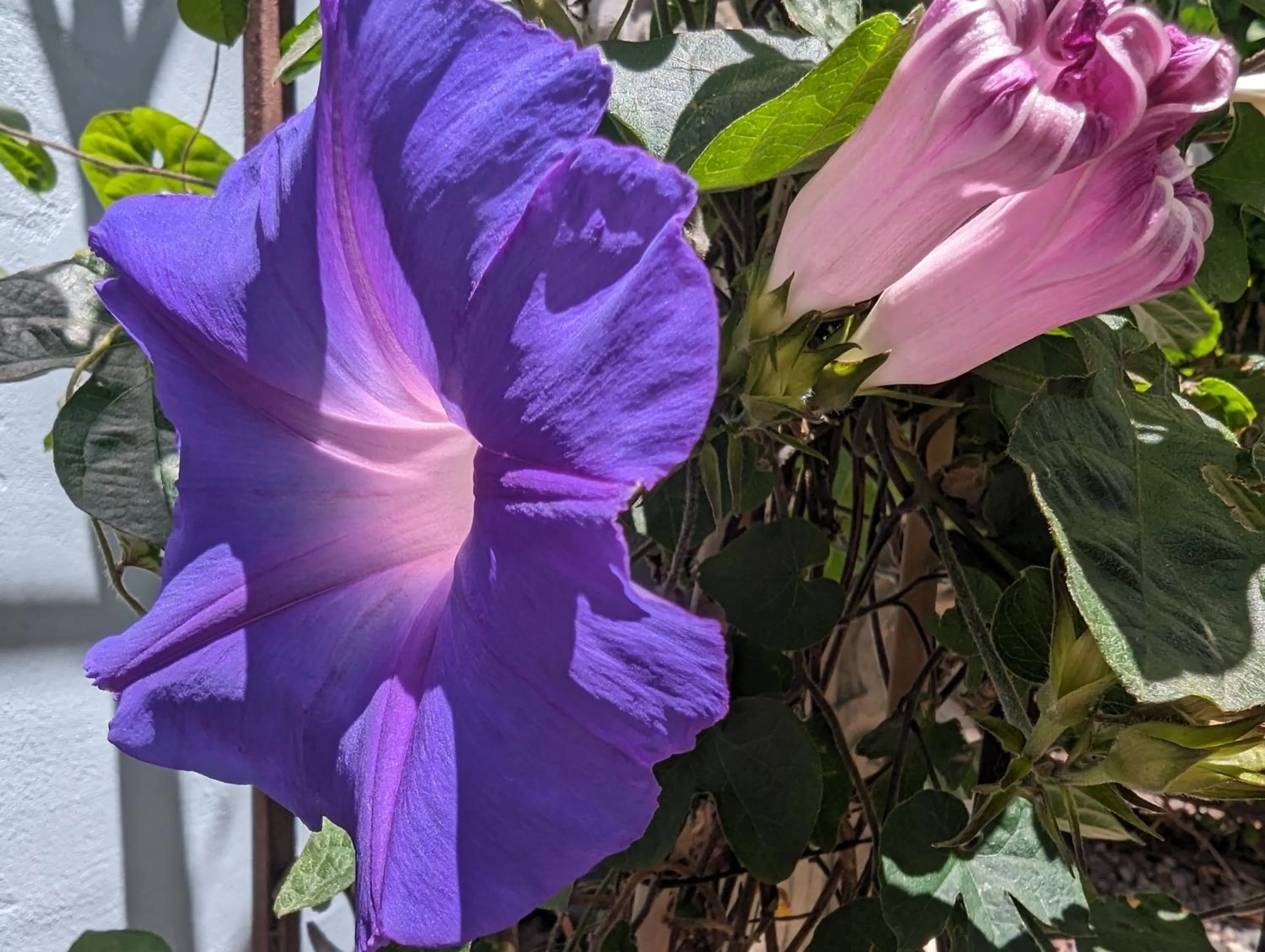 Garden in Capitola Hotel