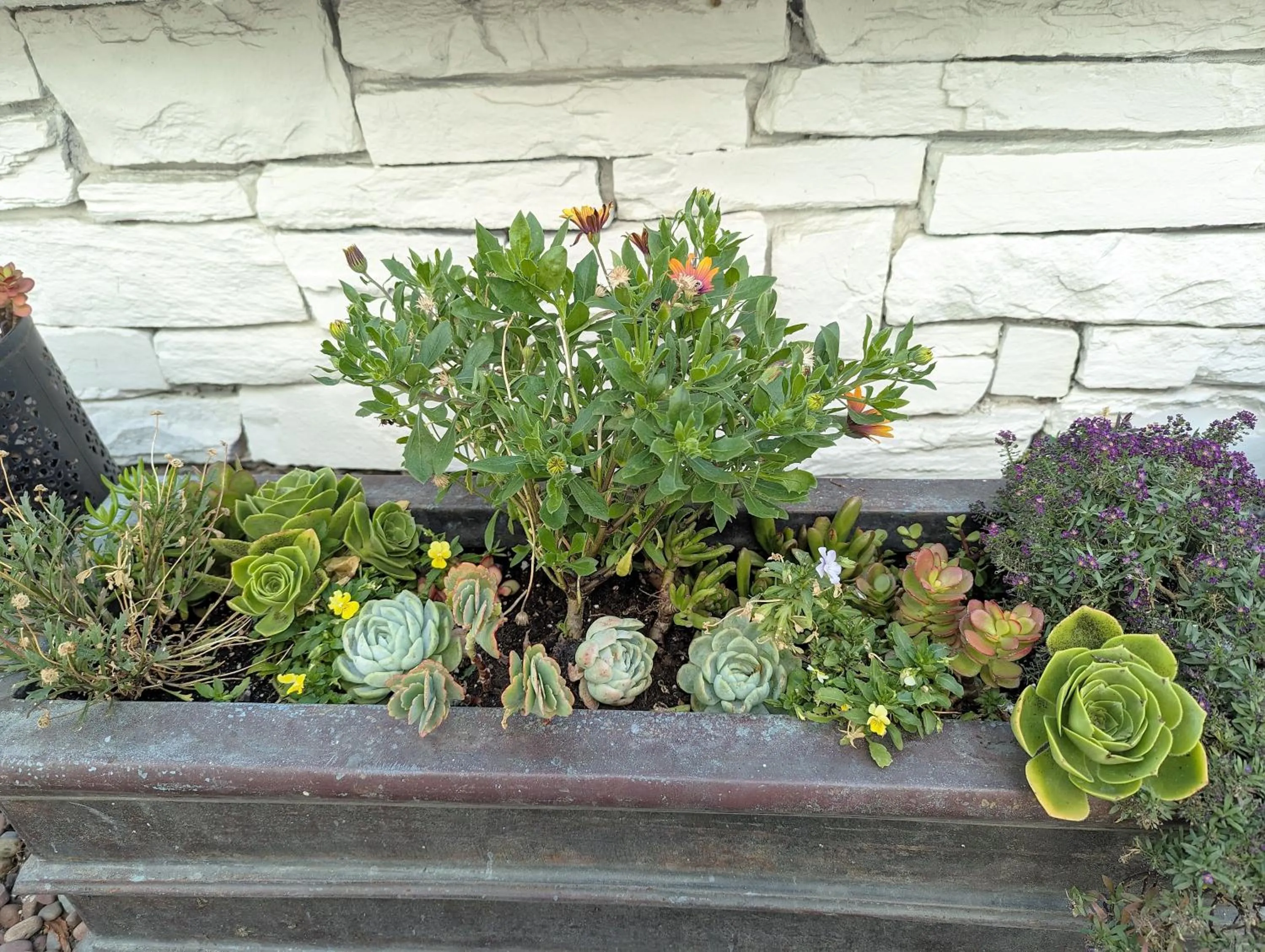 Garden in Capitola Hotel
