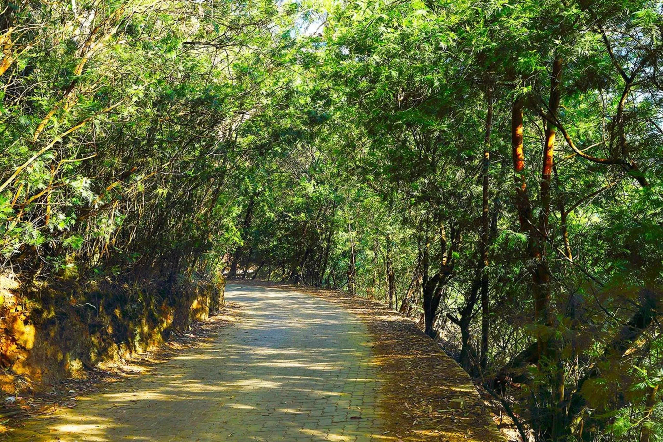Natural landscape in Logan Camp Ooty