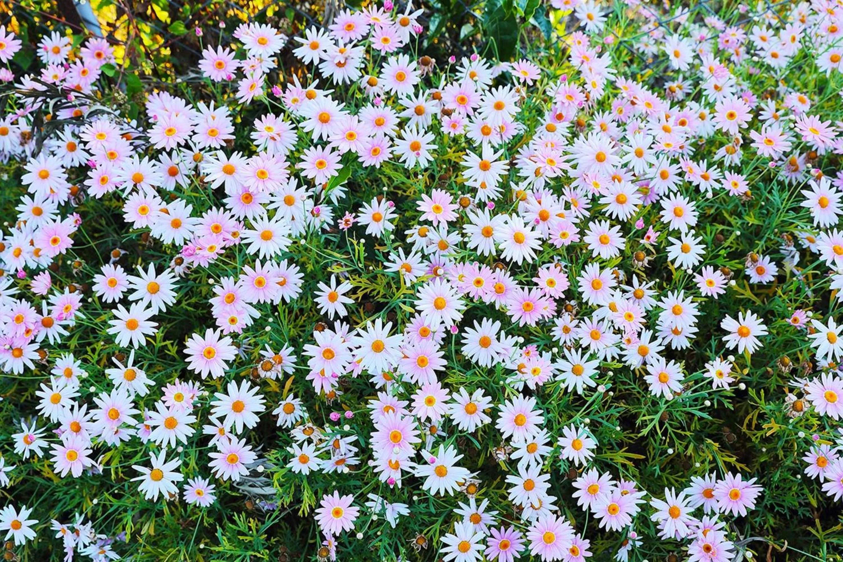 Natural landscape in Logan Camp Ooty