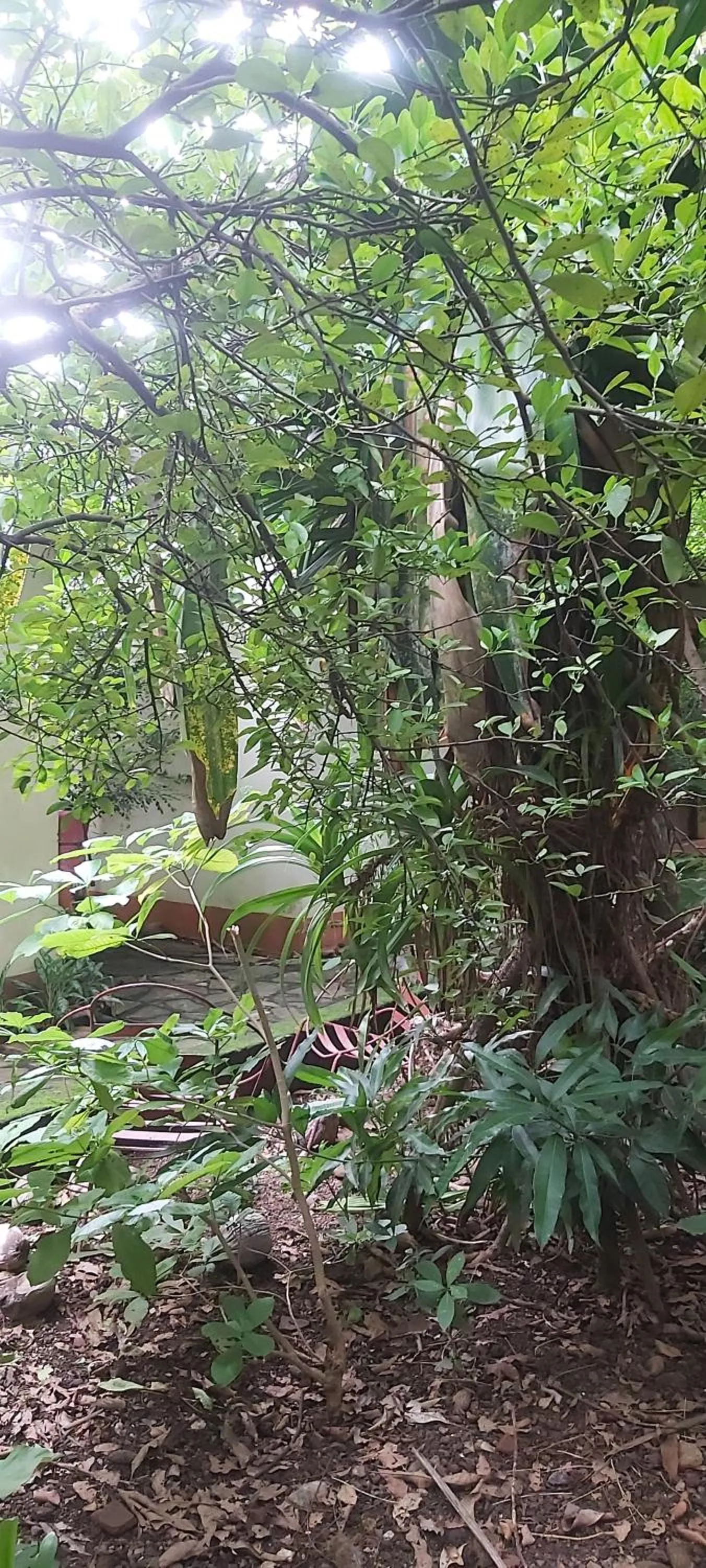 Inner courtyard view in Hotel Casa Barcelona