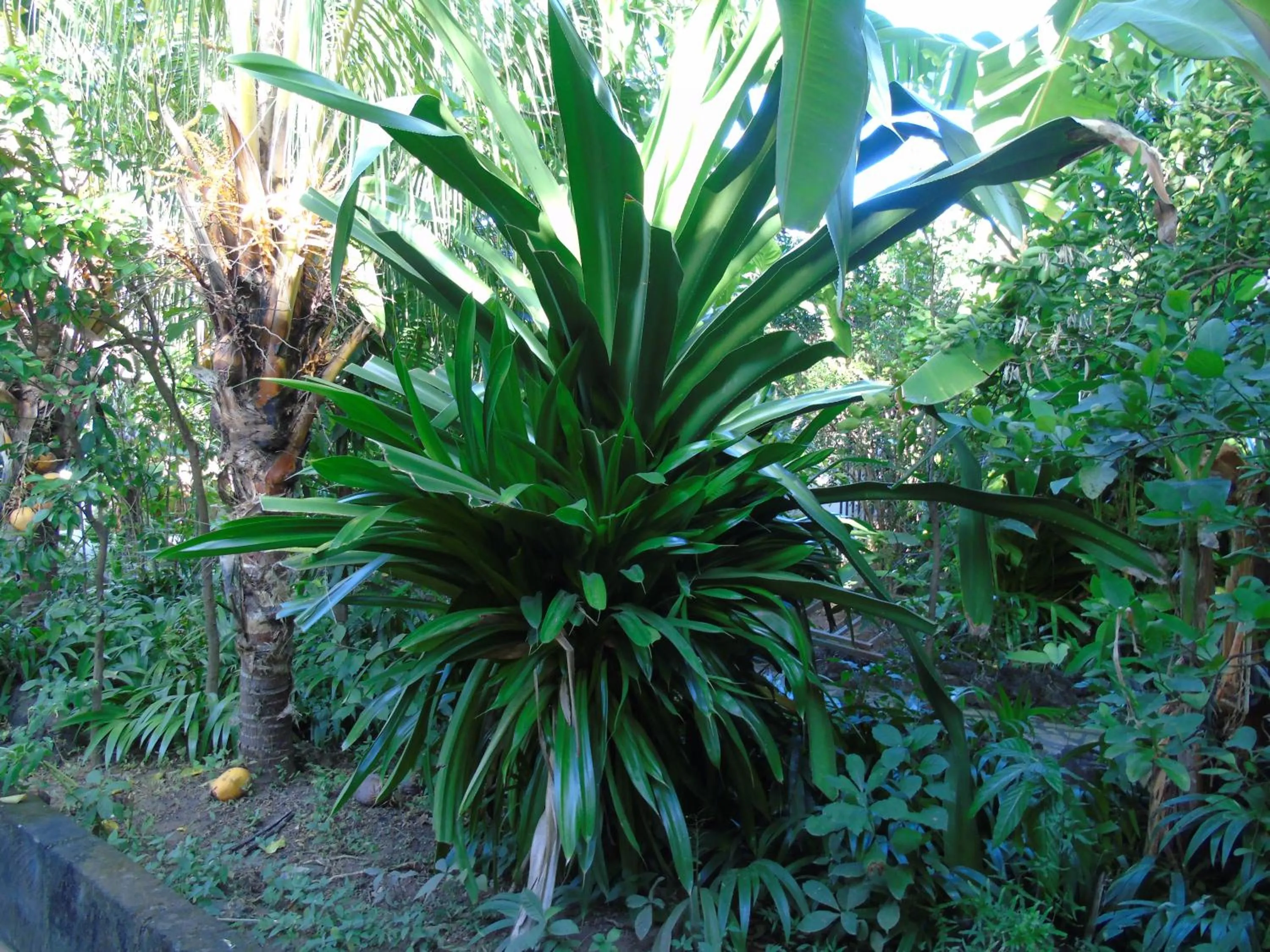 Natural landscape in Hotel Casa Barcelona