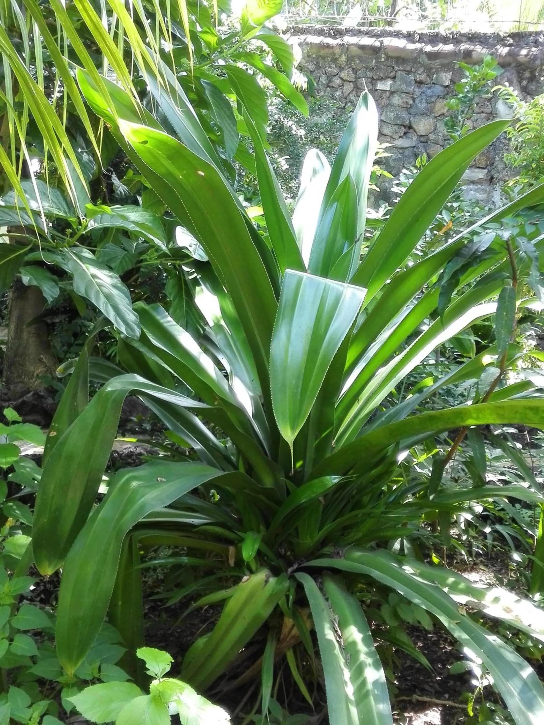 Garden view in Hotel Casa Barcelona