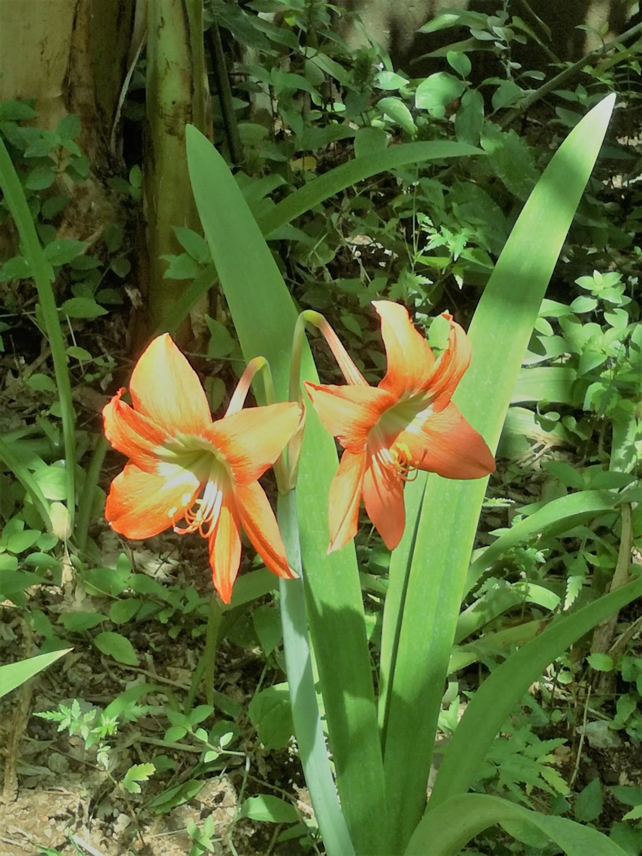Garden in Hotel Casa Barcelona