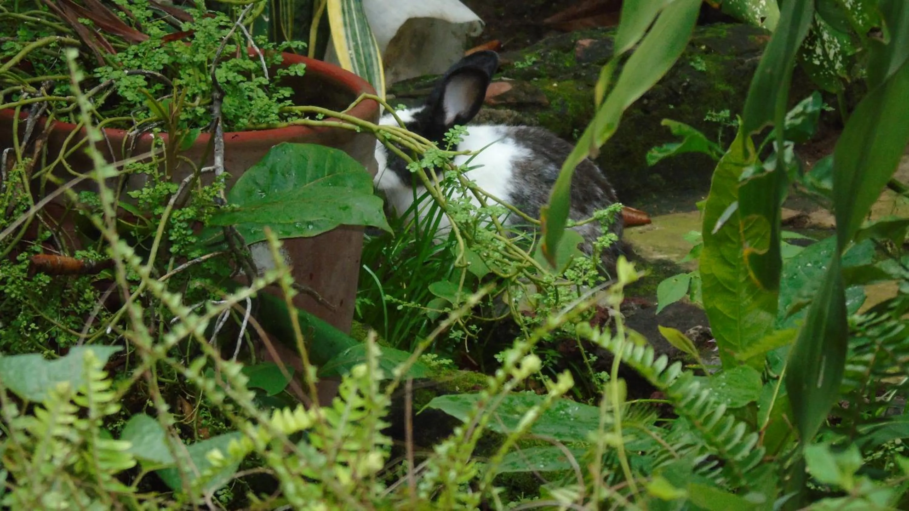 Patio in Hotel Casa Barcelona