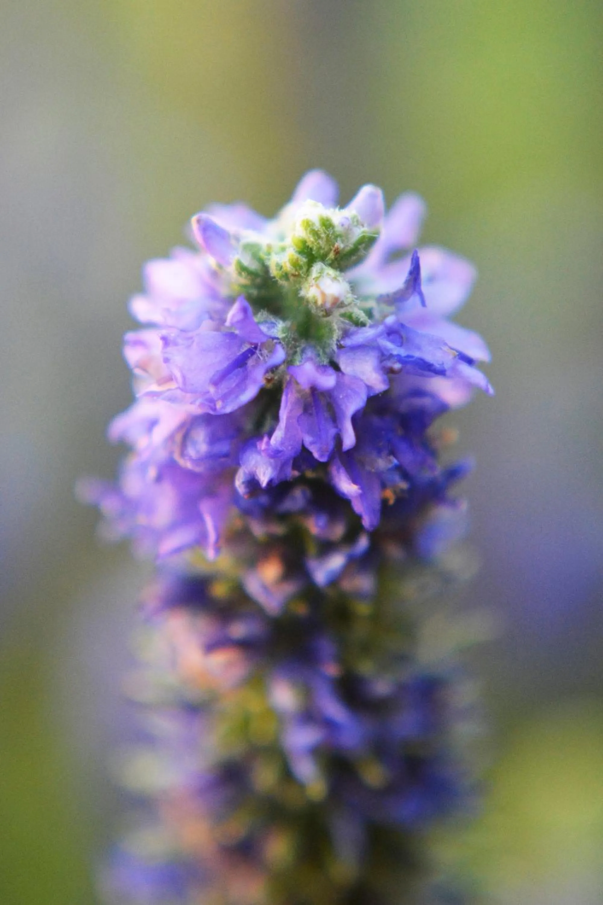 Garden in Retro Inn at Mesa Verde