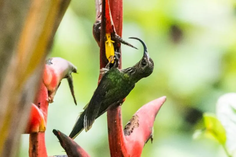 Animals in Celeste Mountain Lodge