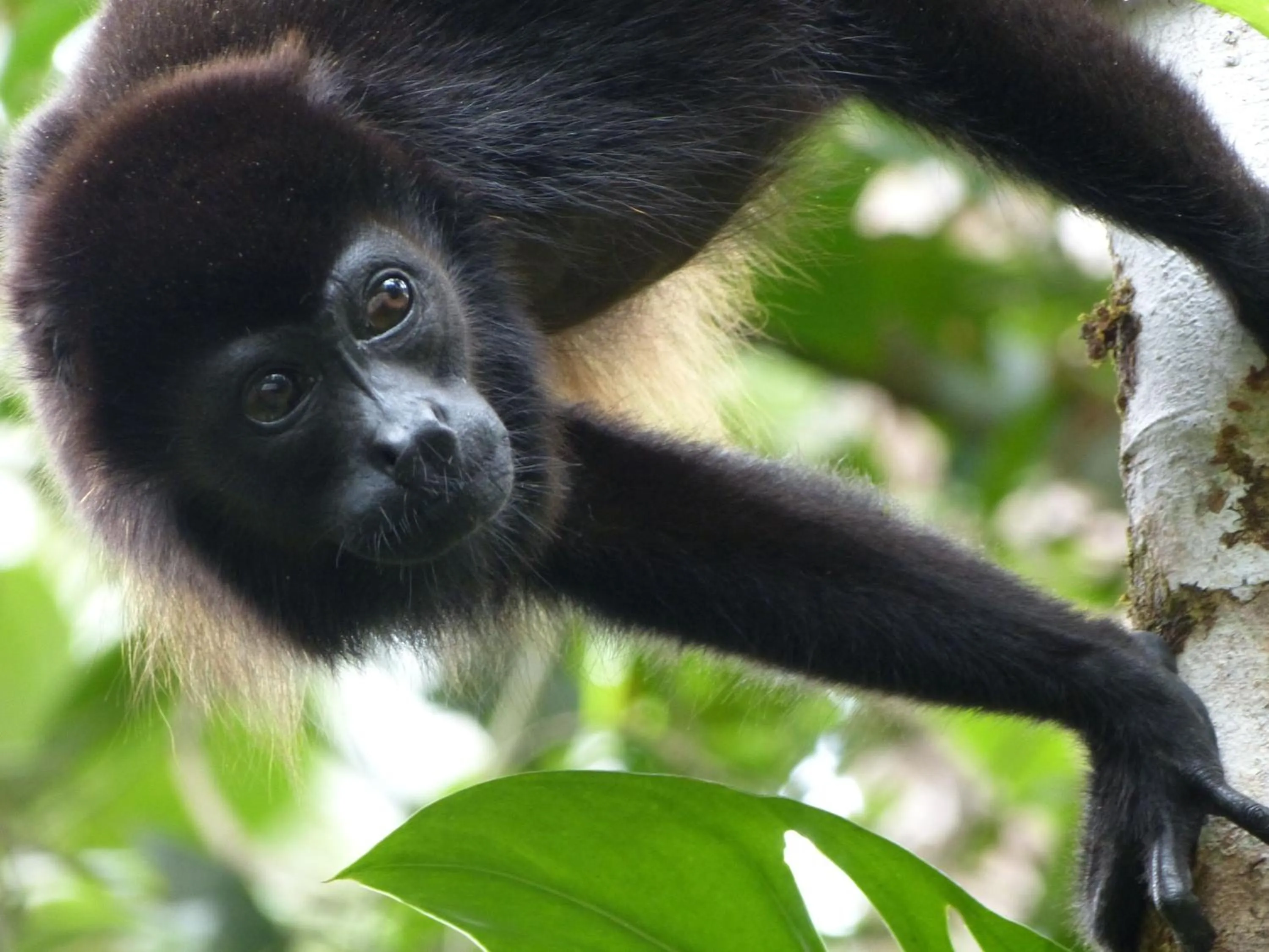 Animals in Celeste Mountain Lodge